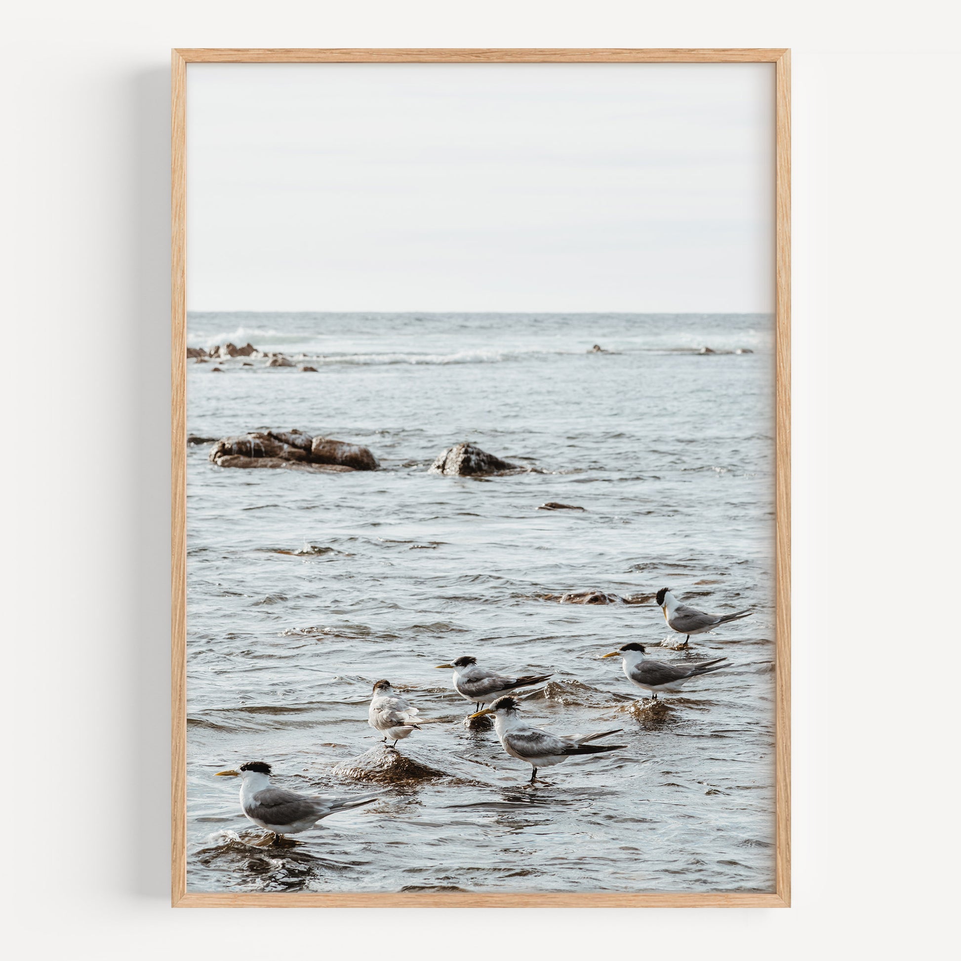 Yallingup Terns
