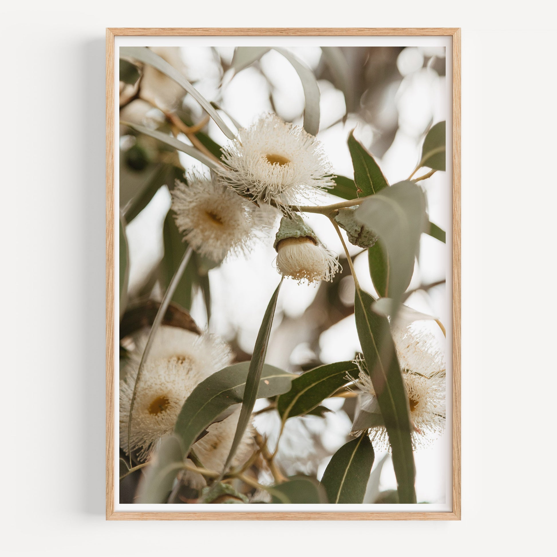 Flowering Gums 2