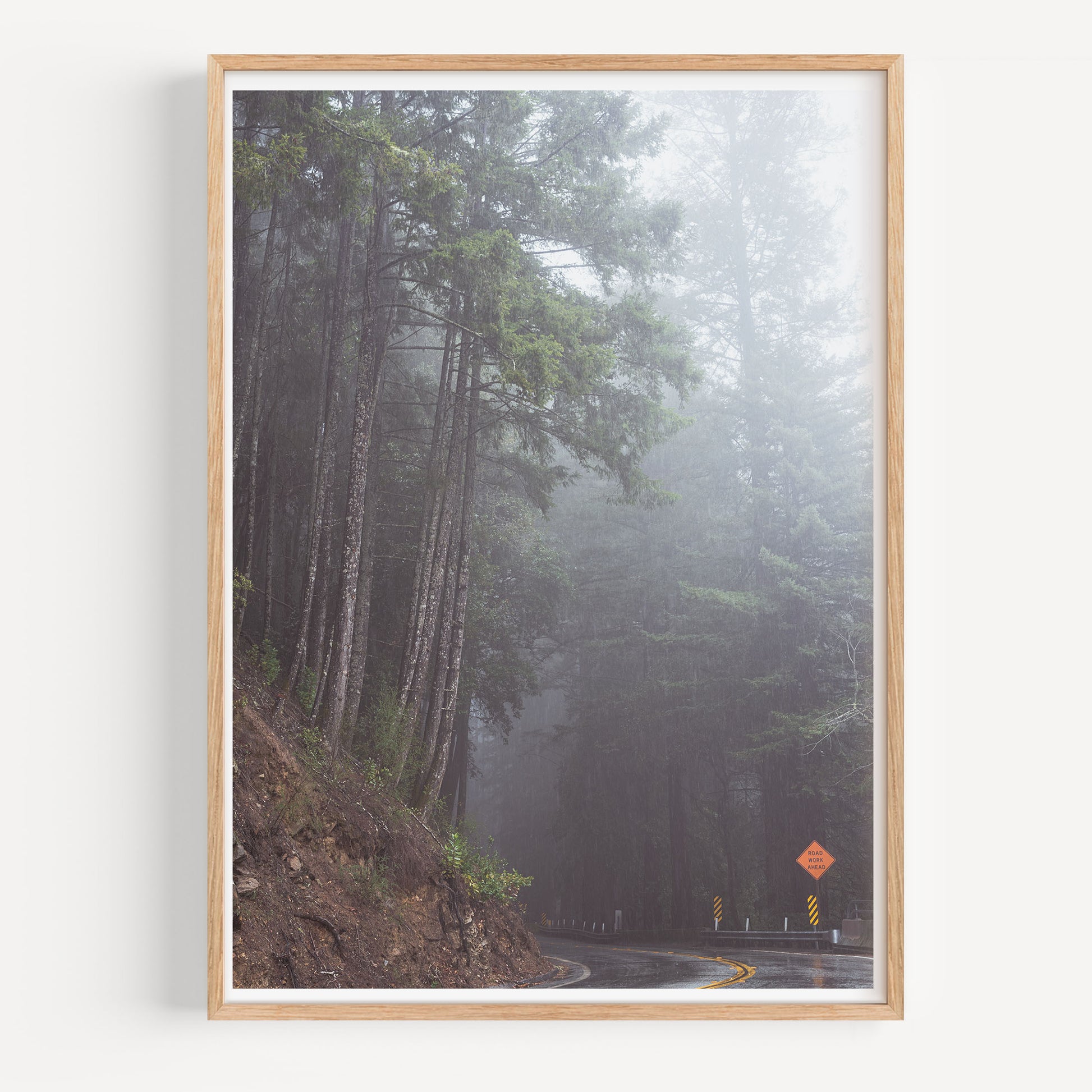 Foggy California Redwoods