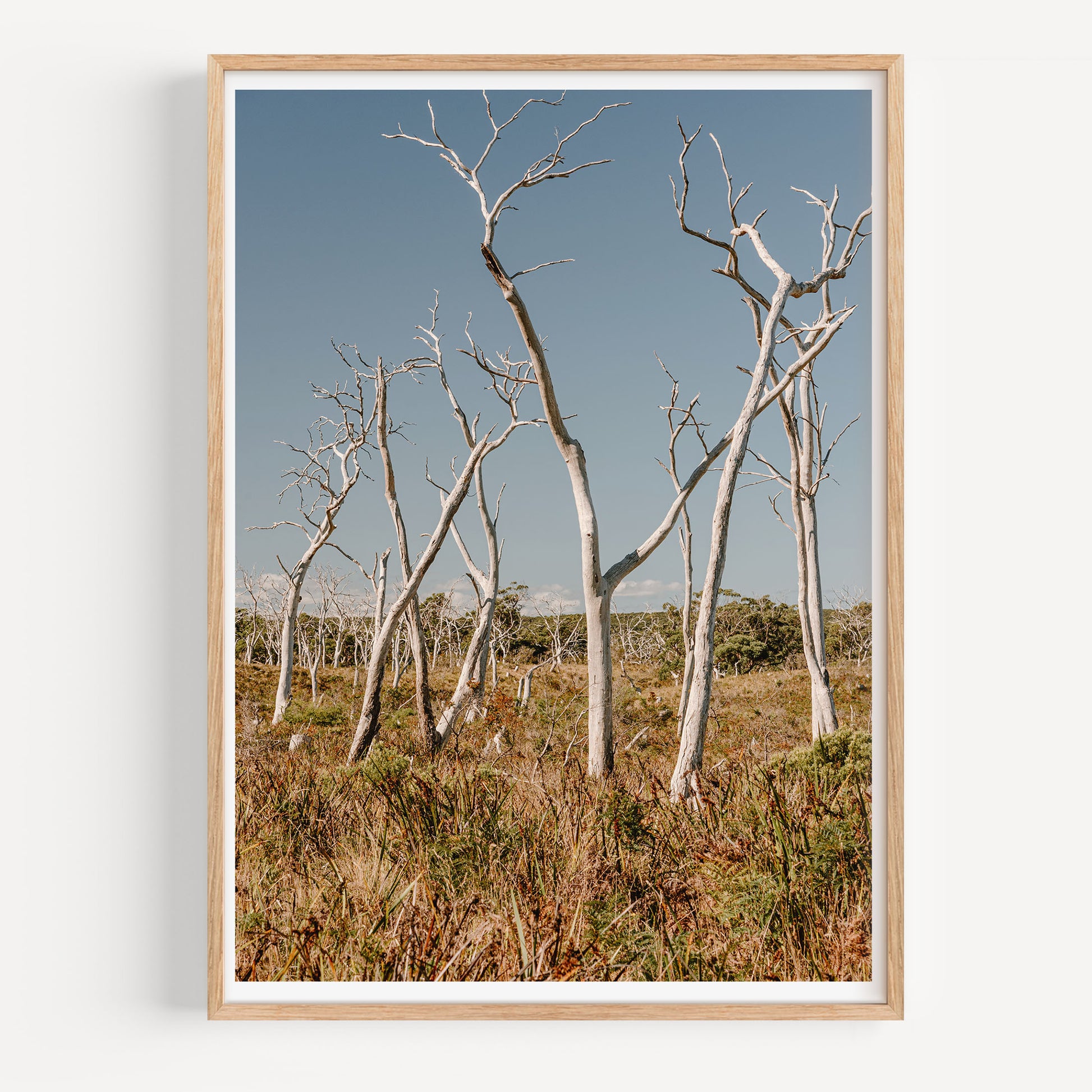 Gum Tree Graveyard