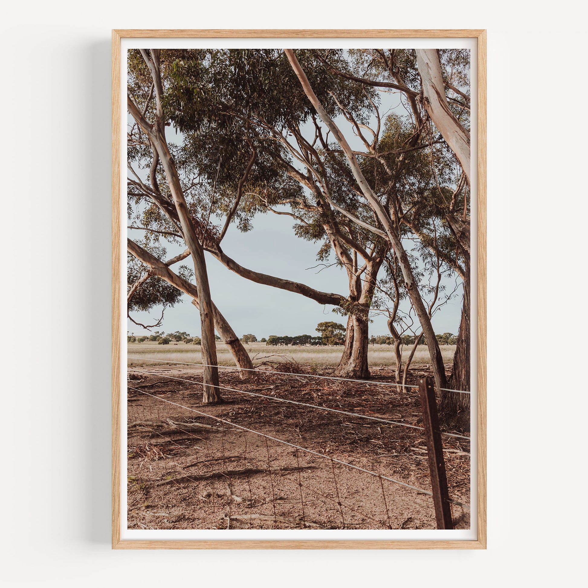 Gum Trees