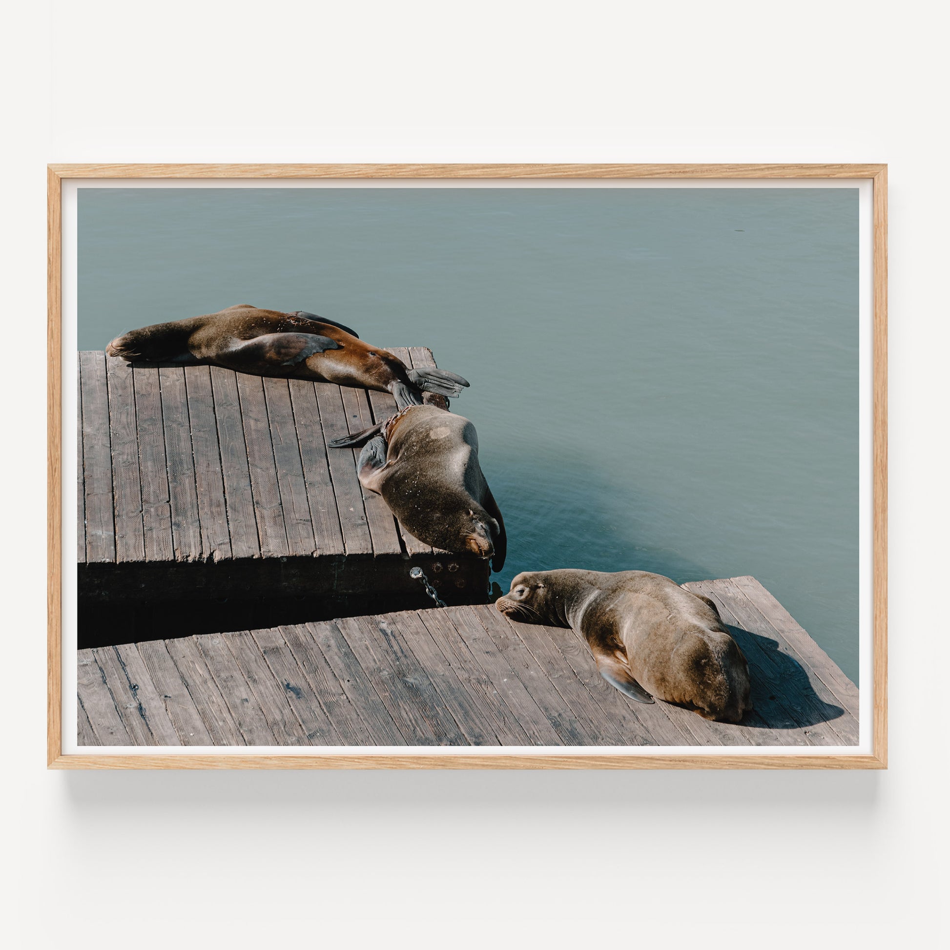 Pier 39 Sea Lions