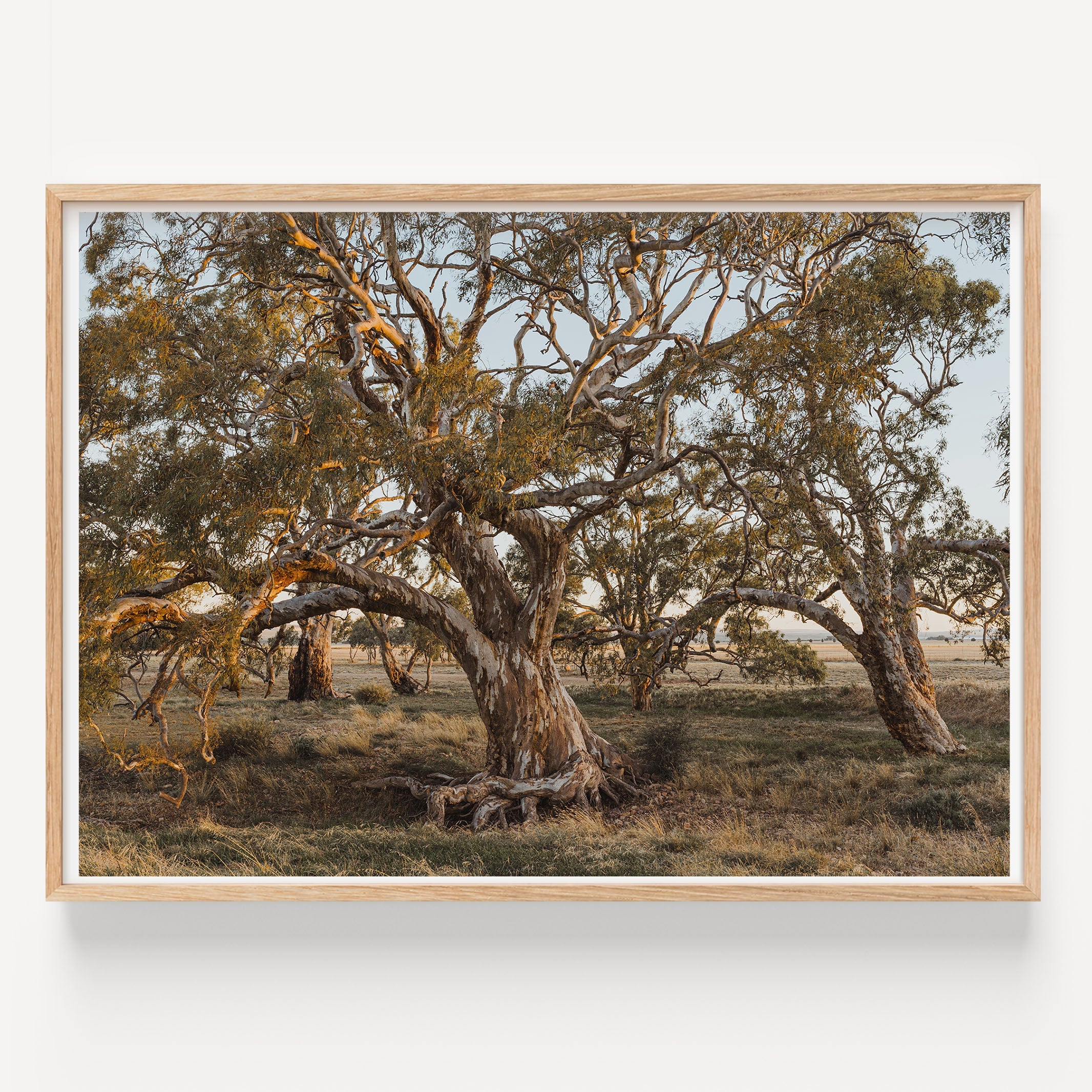 Australian Bush