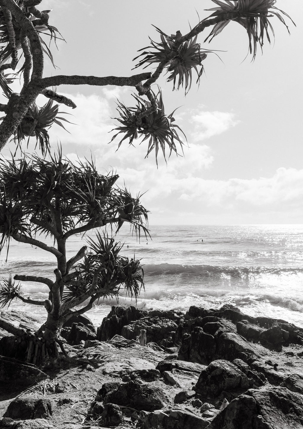 Cabarita Pandanus