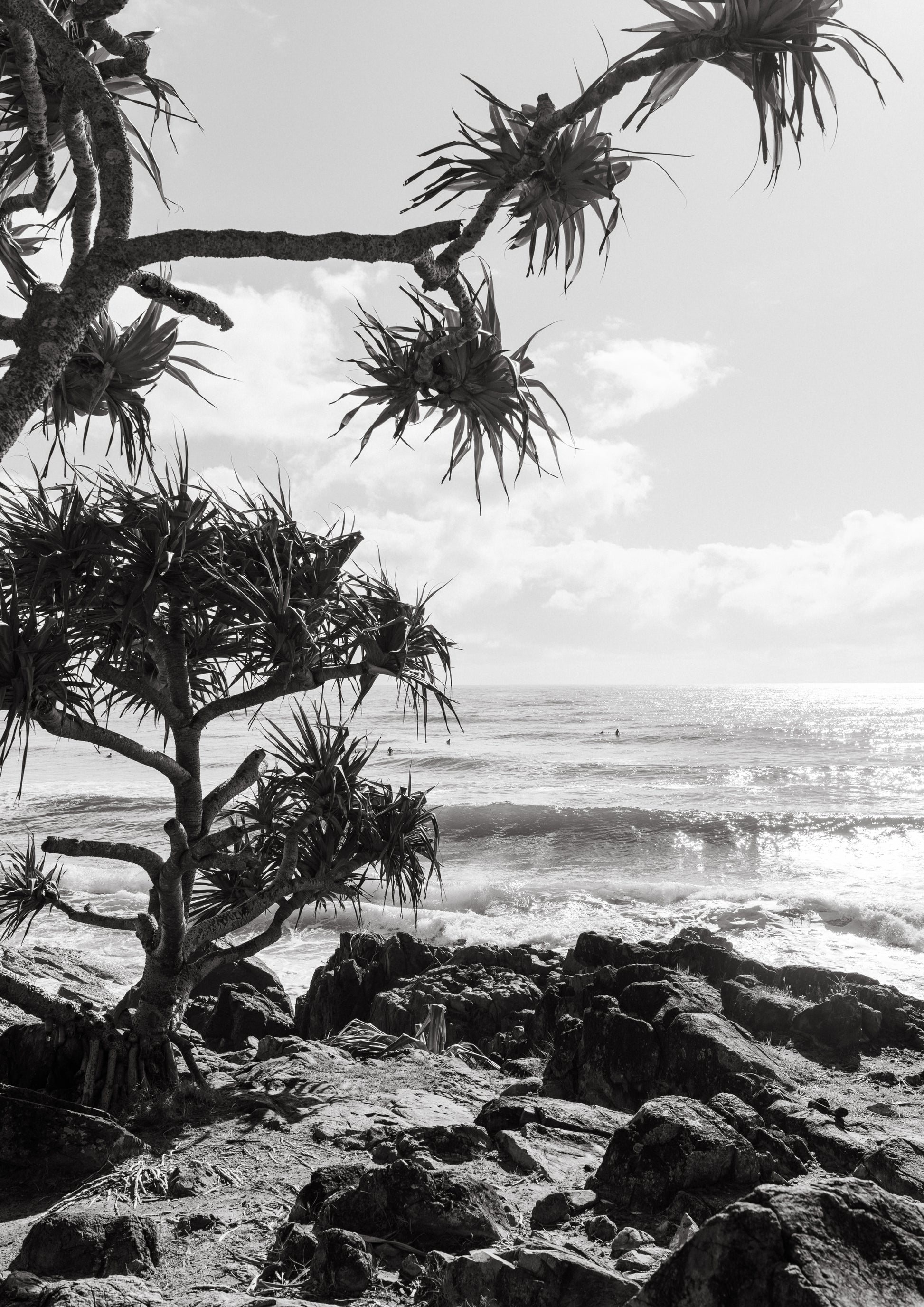 Cabarita Pandanus