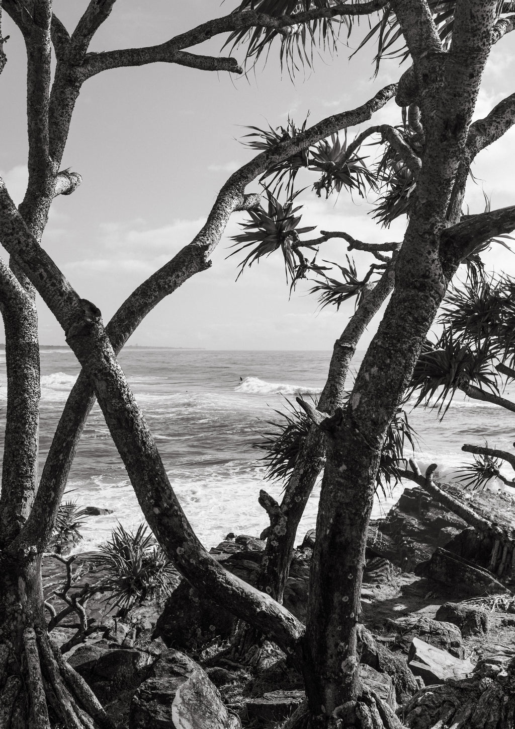 Cabarita through the Pandanus