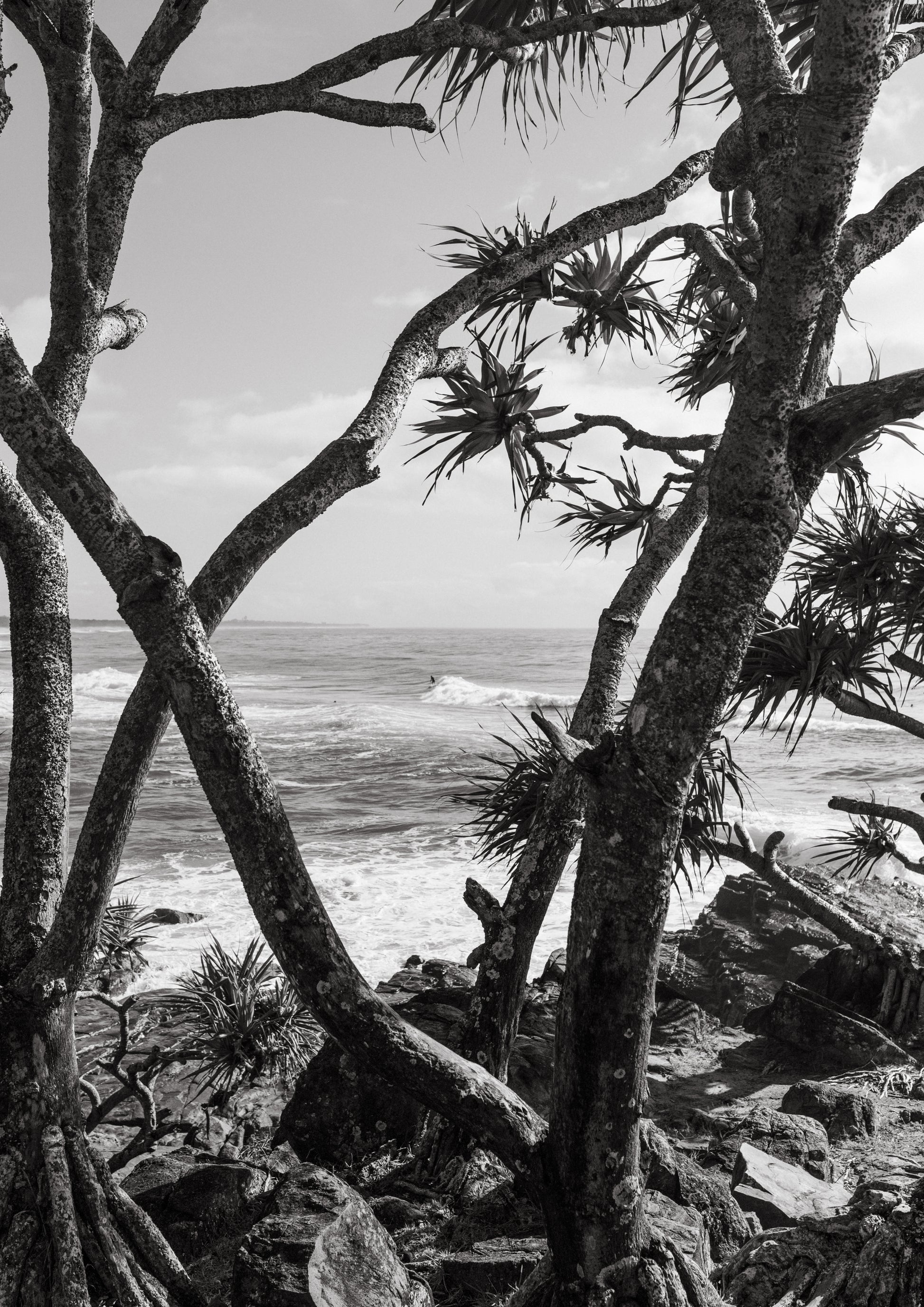Cabarita through the Pandanus
