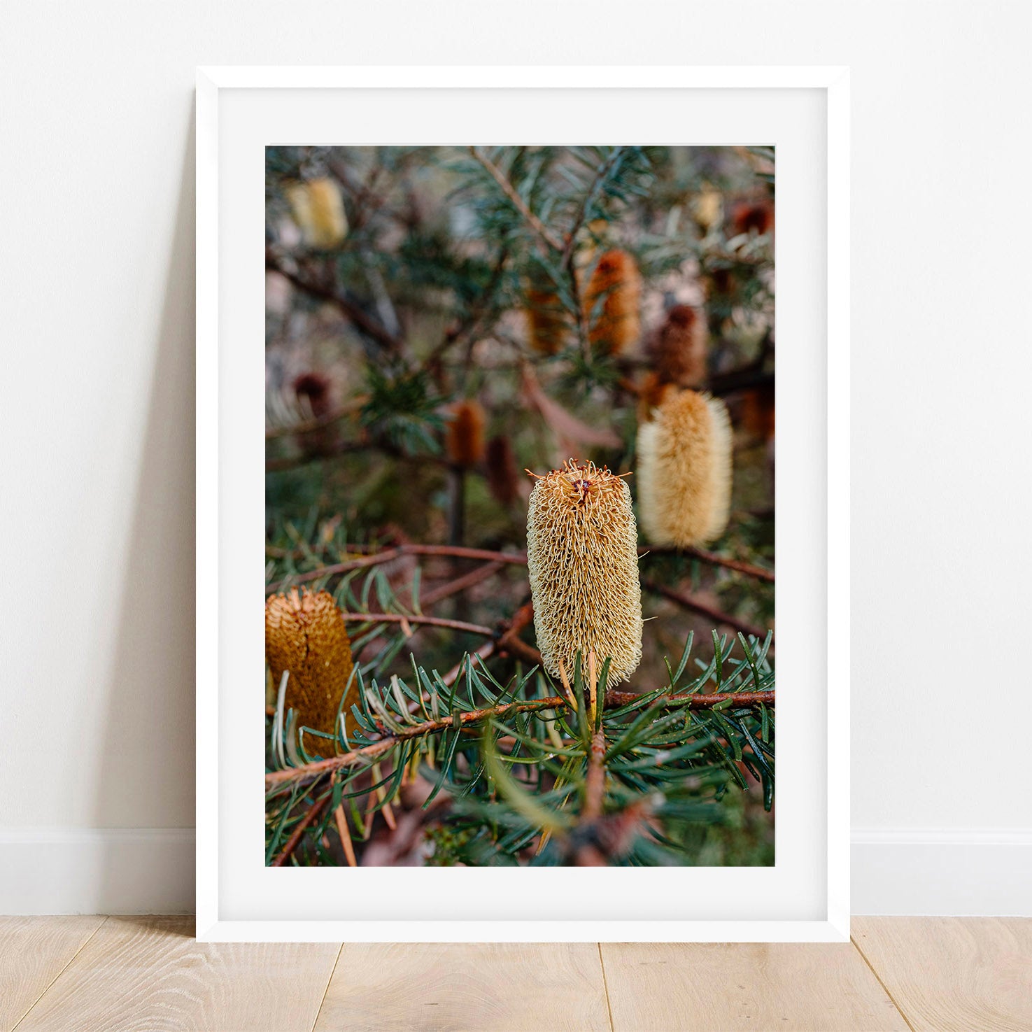 Beautiful Banksia