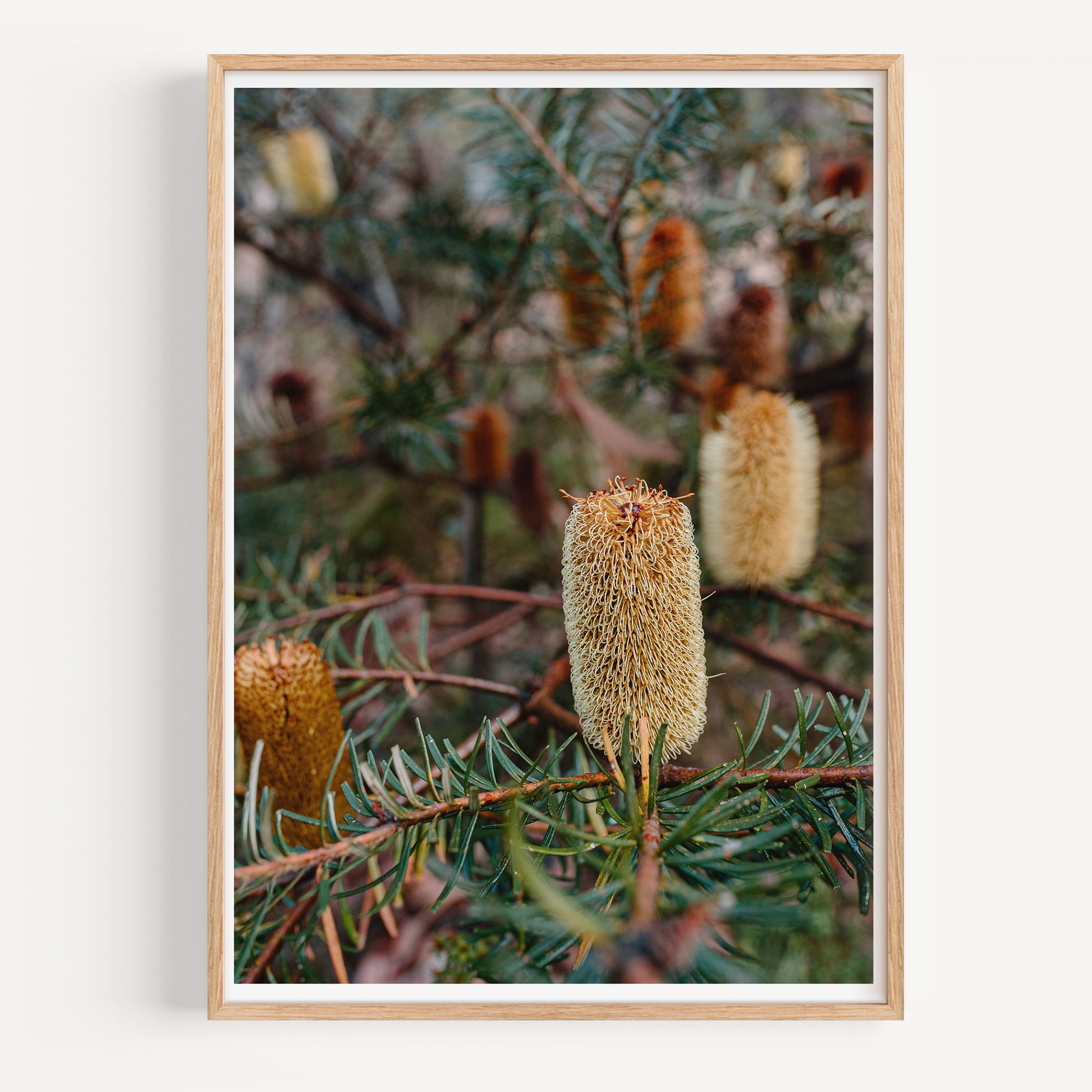Beautiful Banksia