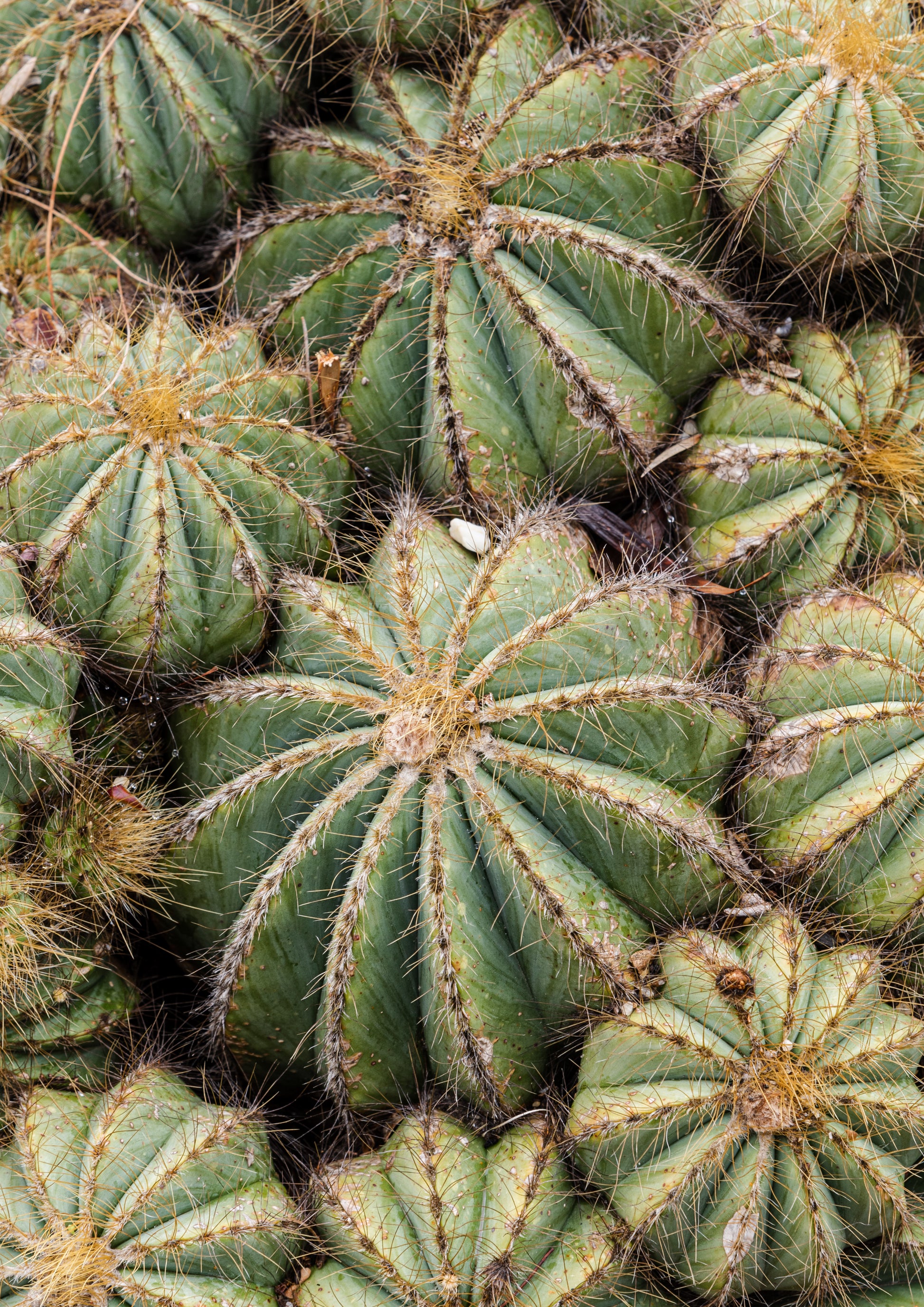 Barrels of Cactus