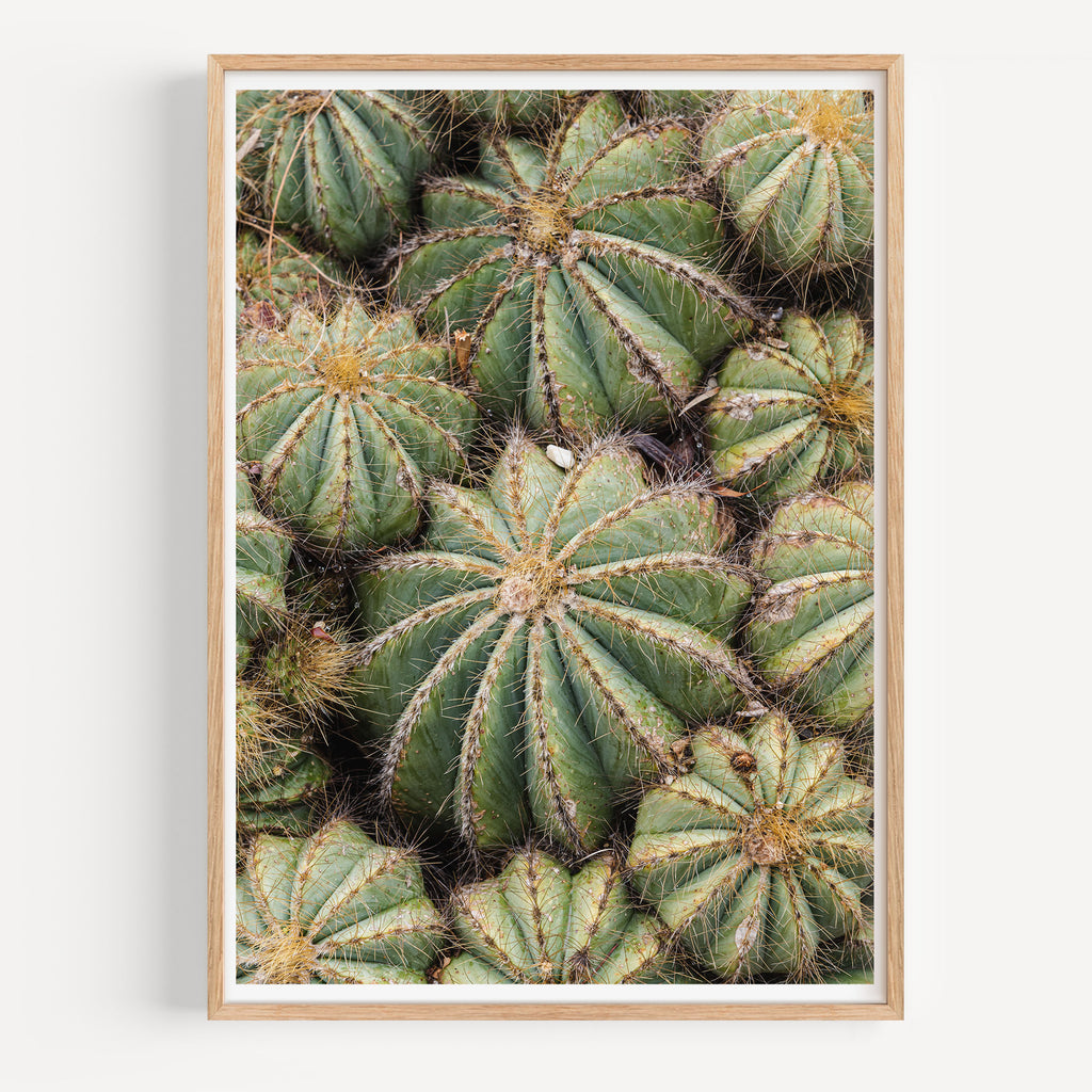 Barrels of Cactus