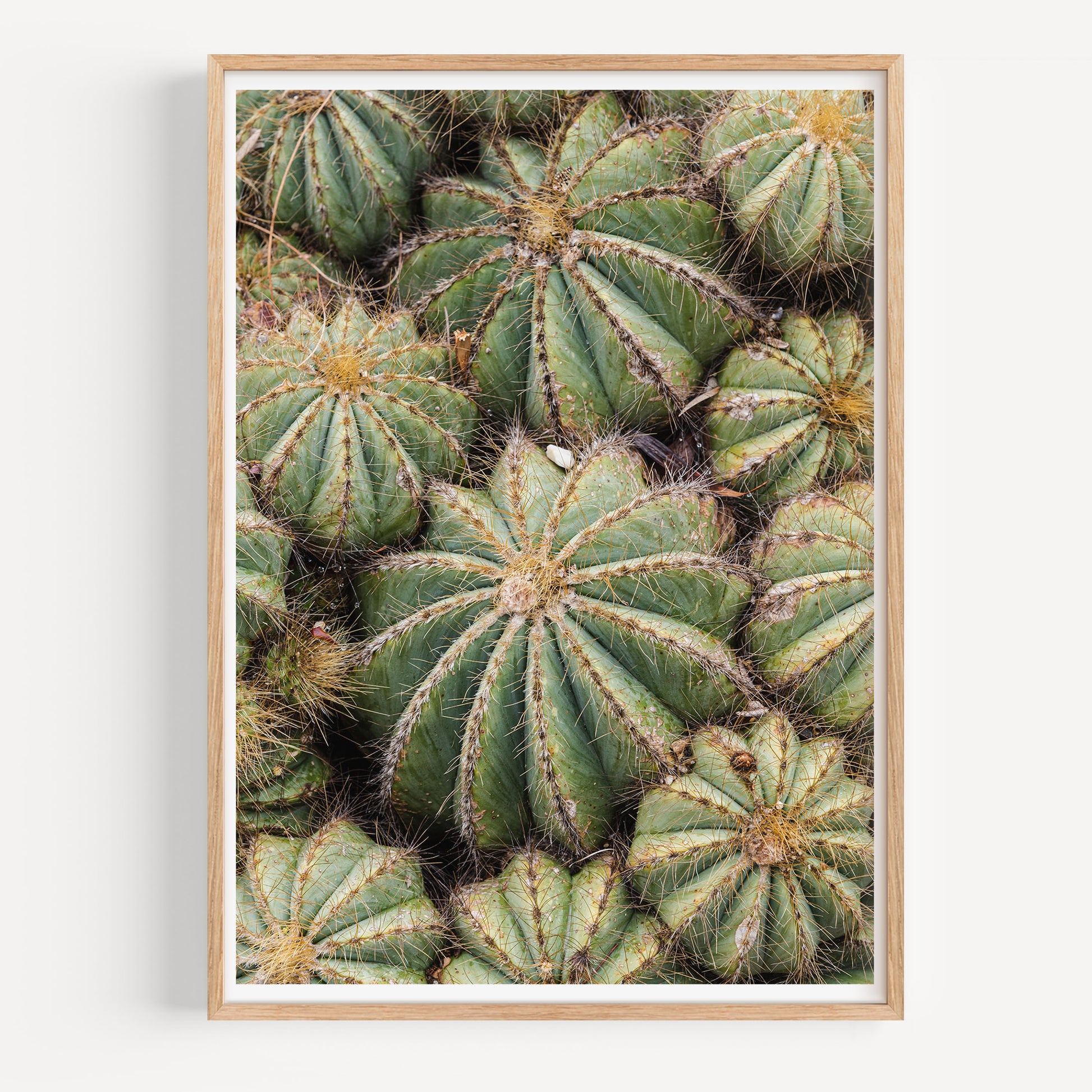 Barrels of Cactus