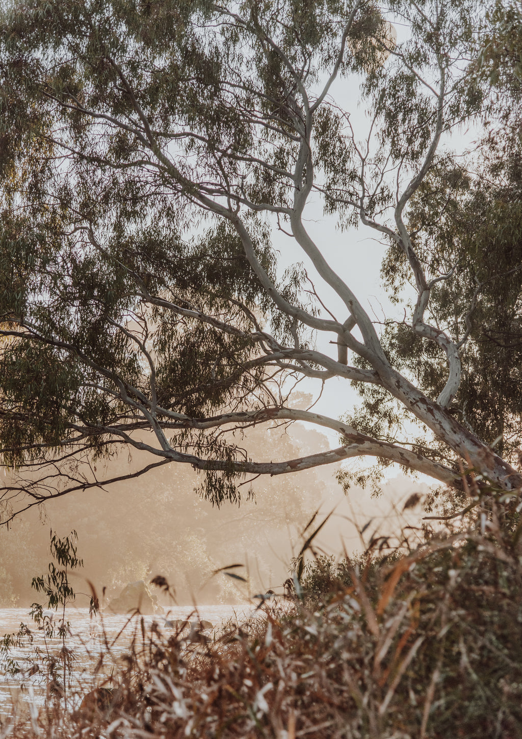 Foggy Barwon River Sunrise Print