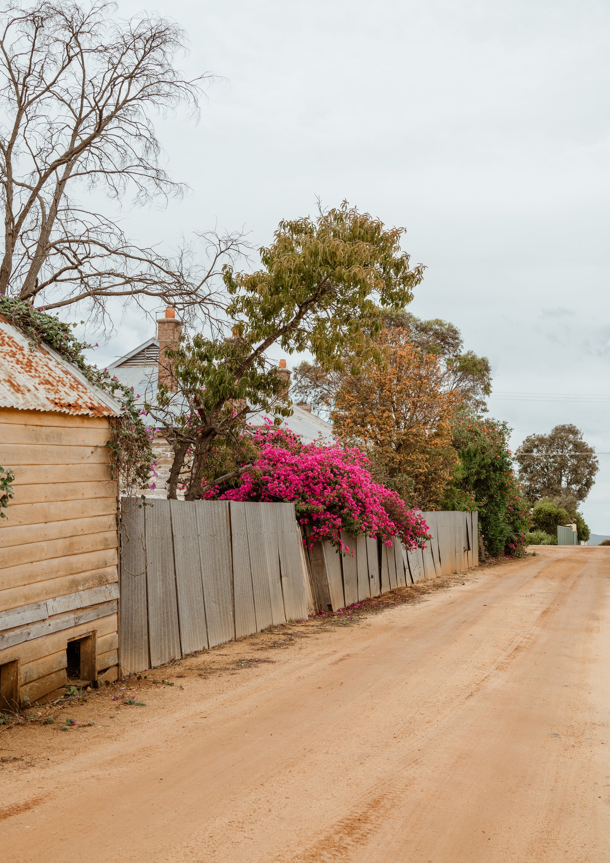 Country Lane Bougainvillaea