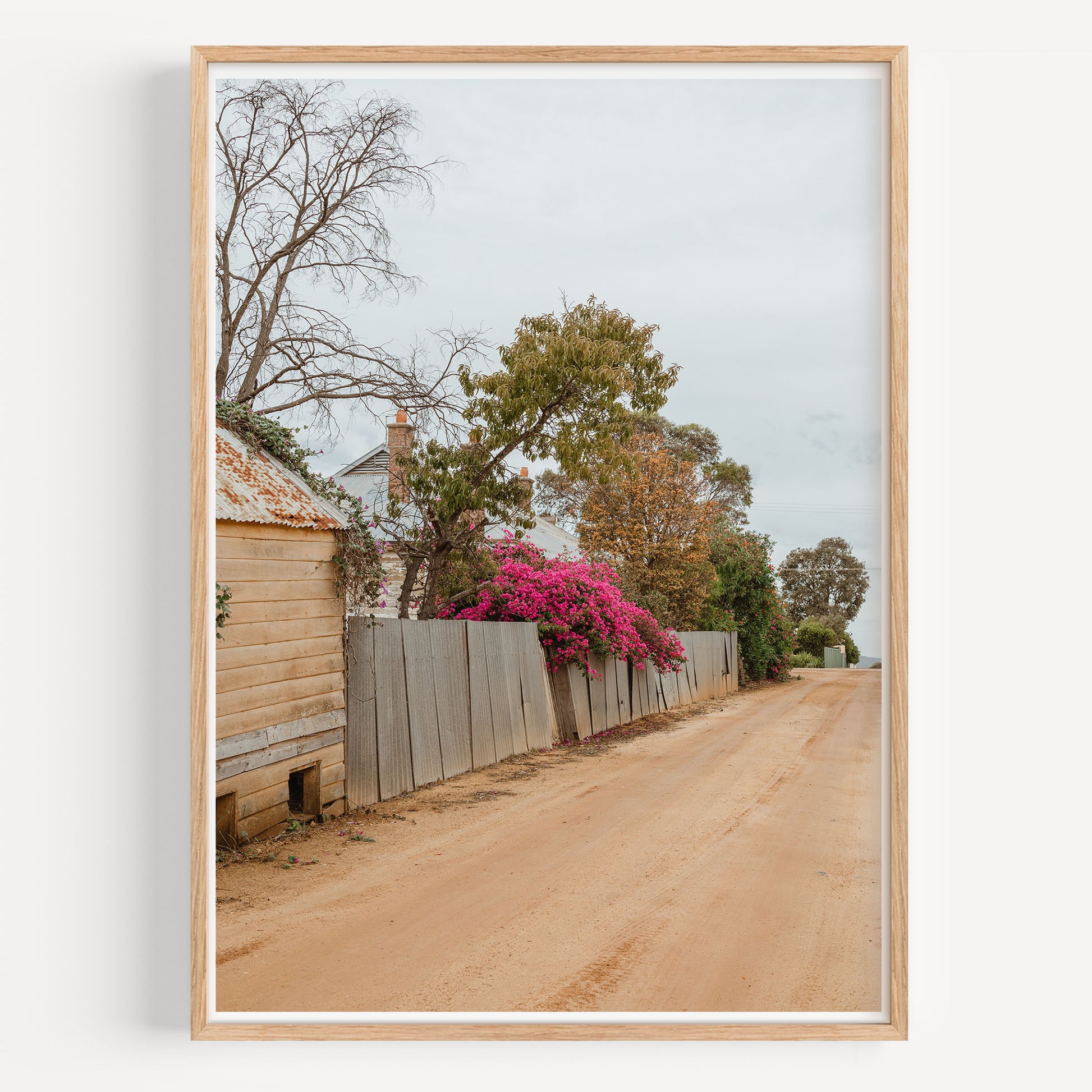 Country Lane Bougainvillaea