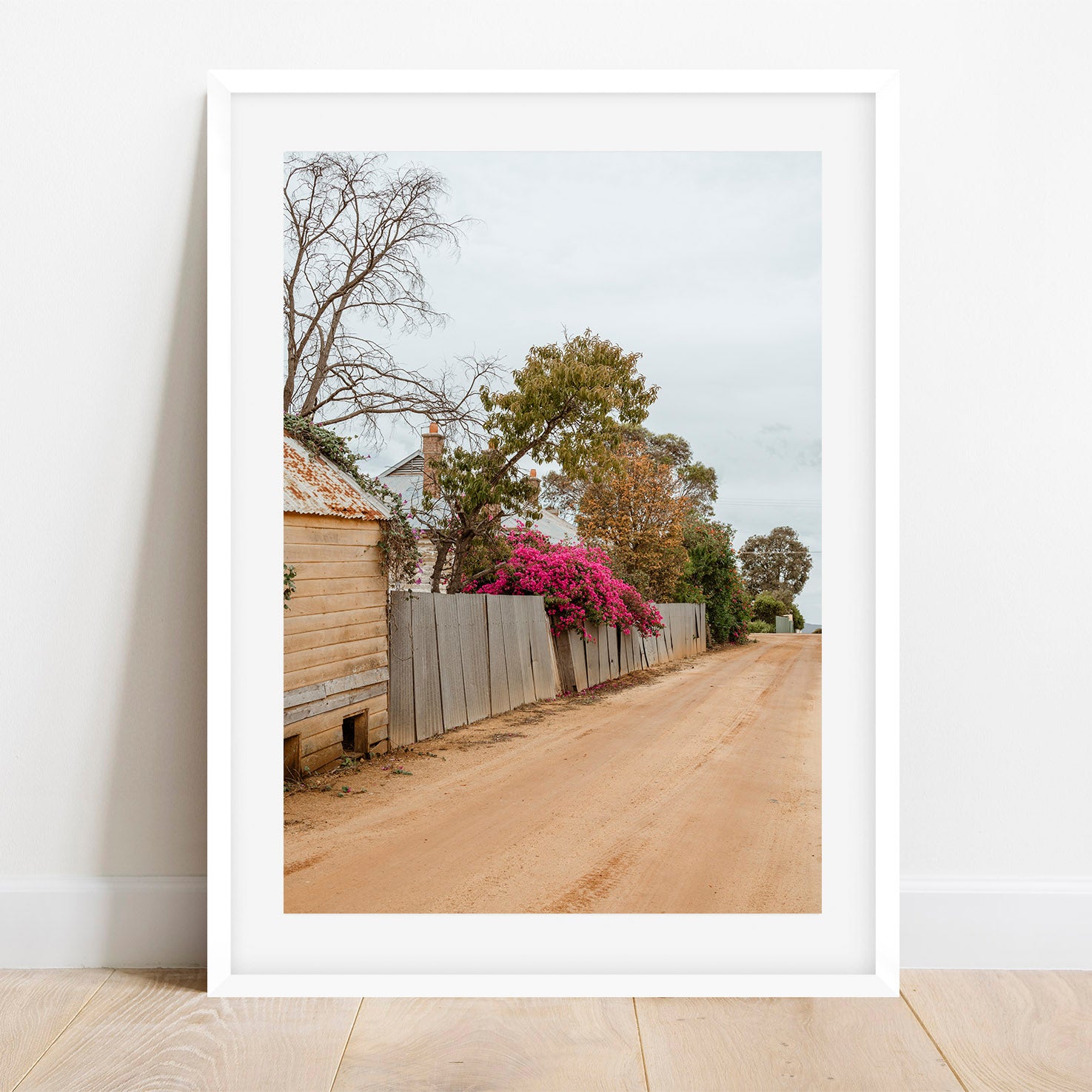 Country Lane Bougainvillaea
