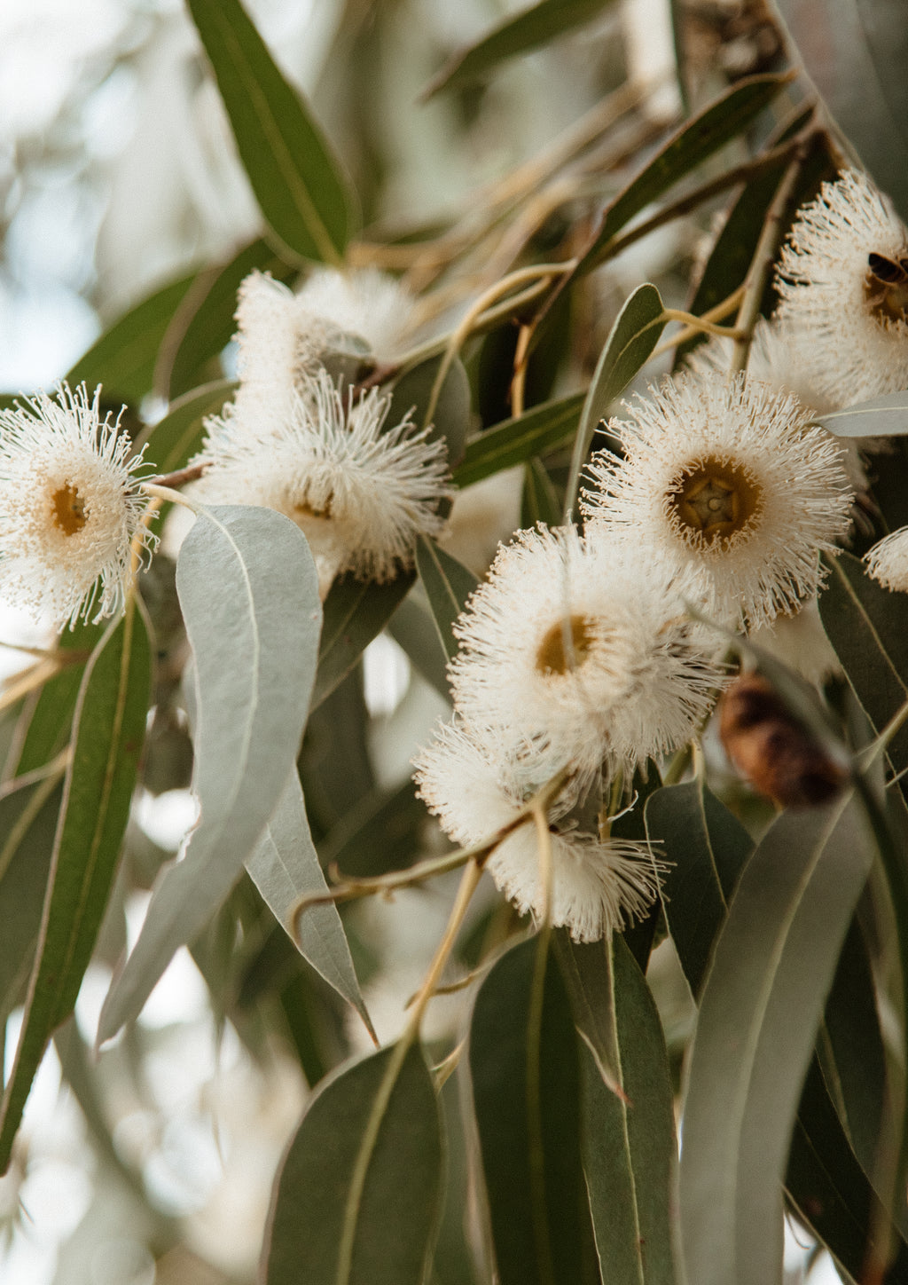 Flowering Gums