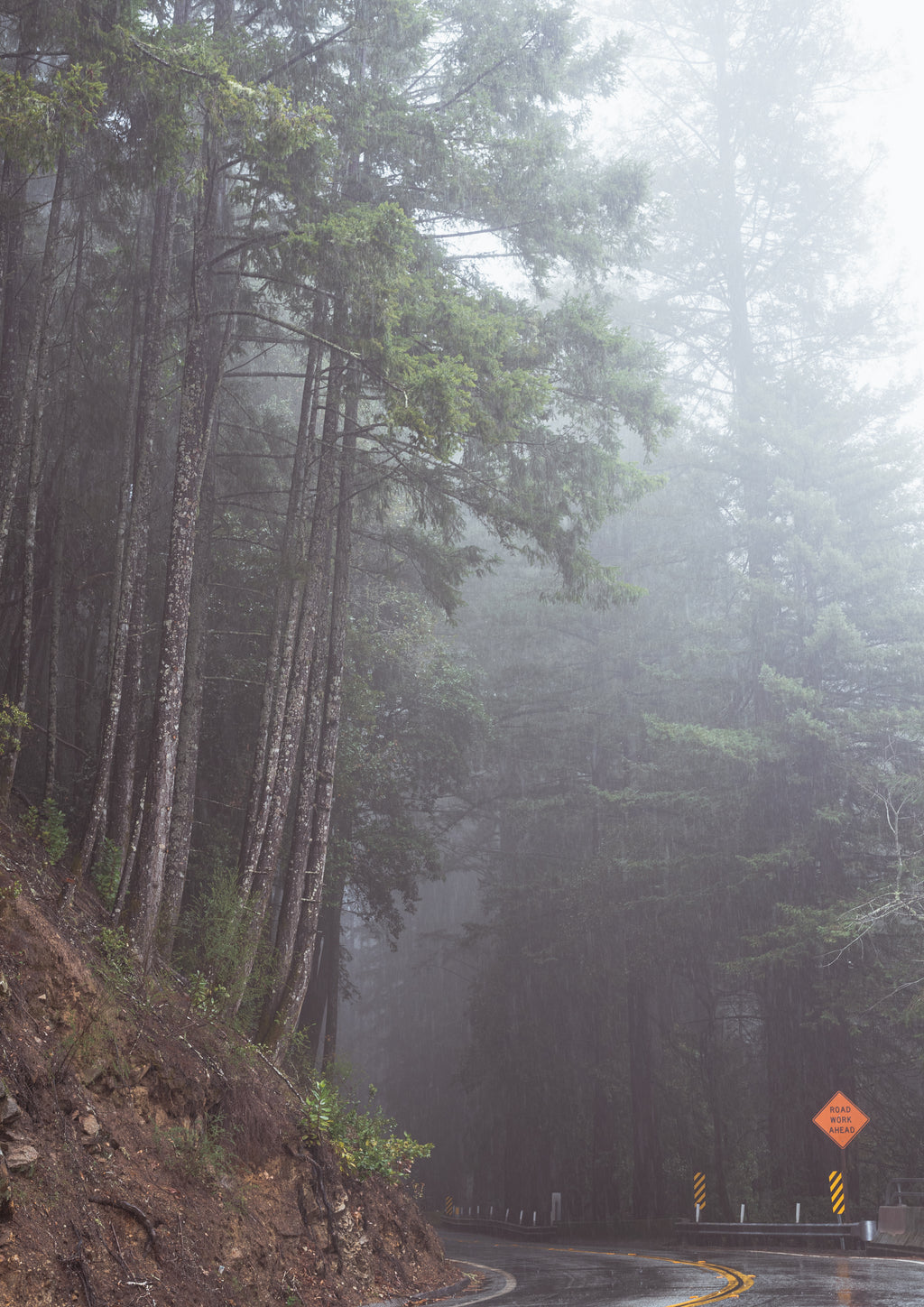Foggy California Redwoods