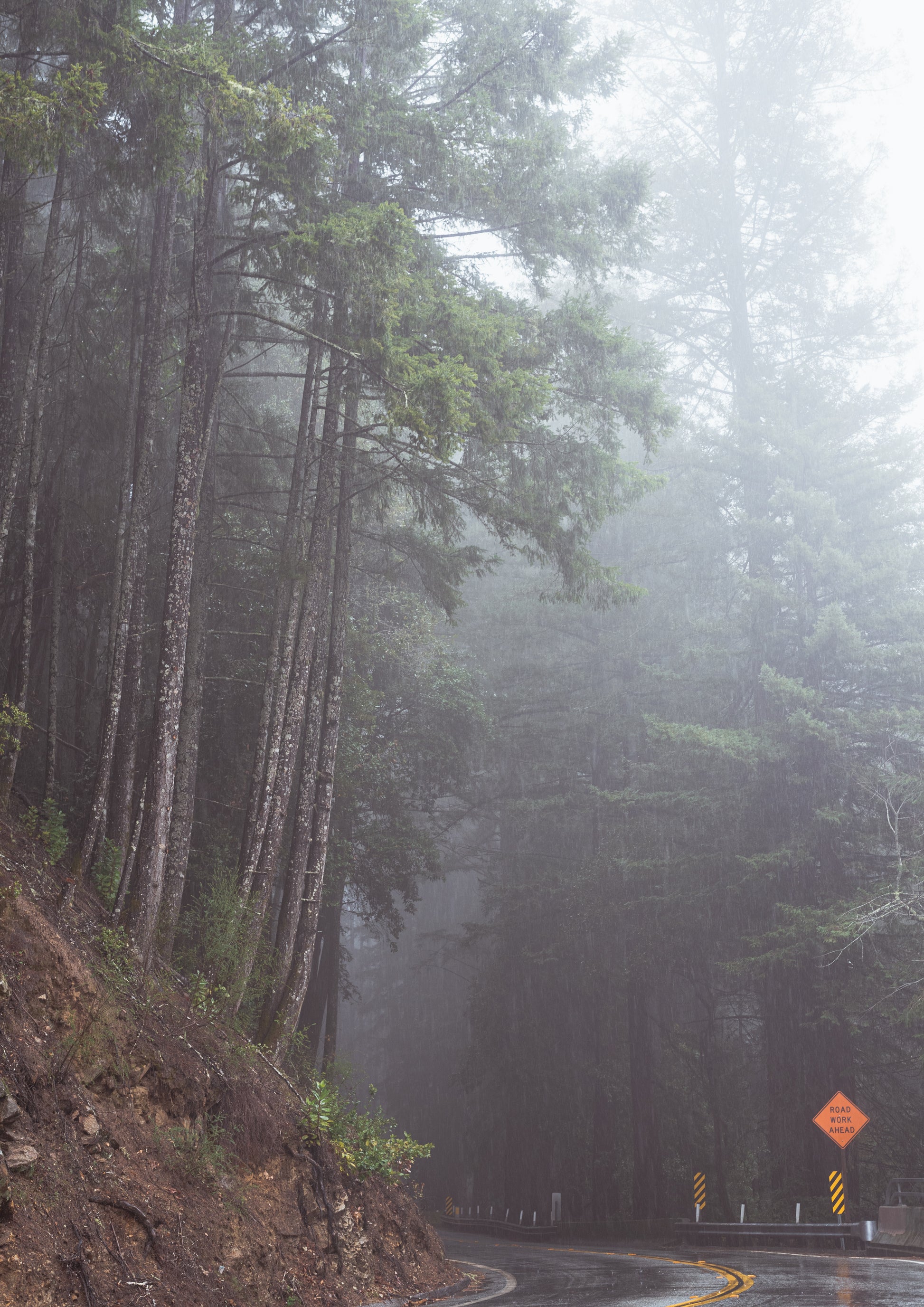Foggy California Redwoods