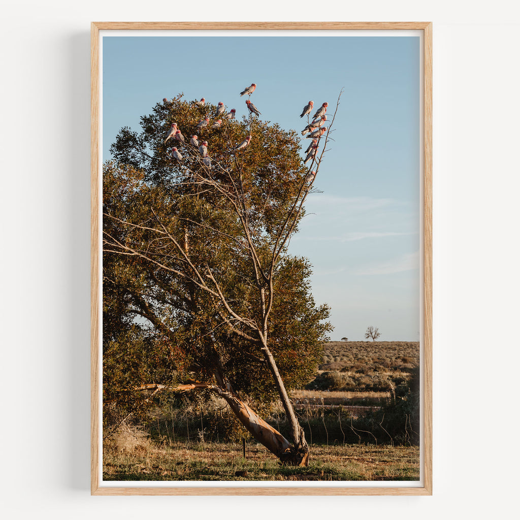 Galah Gang Print