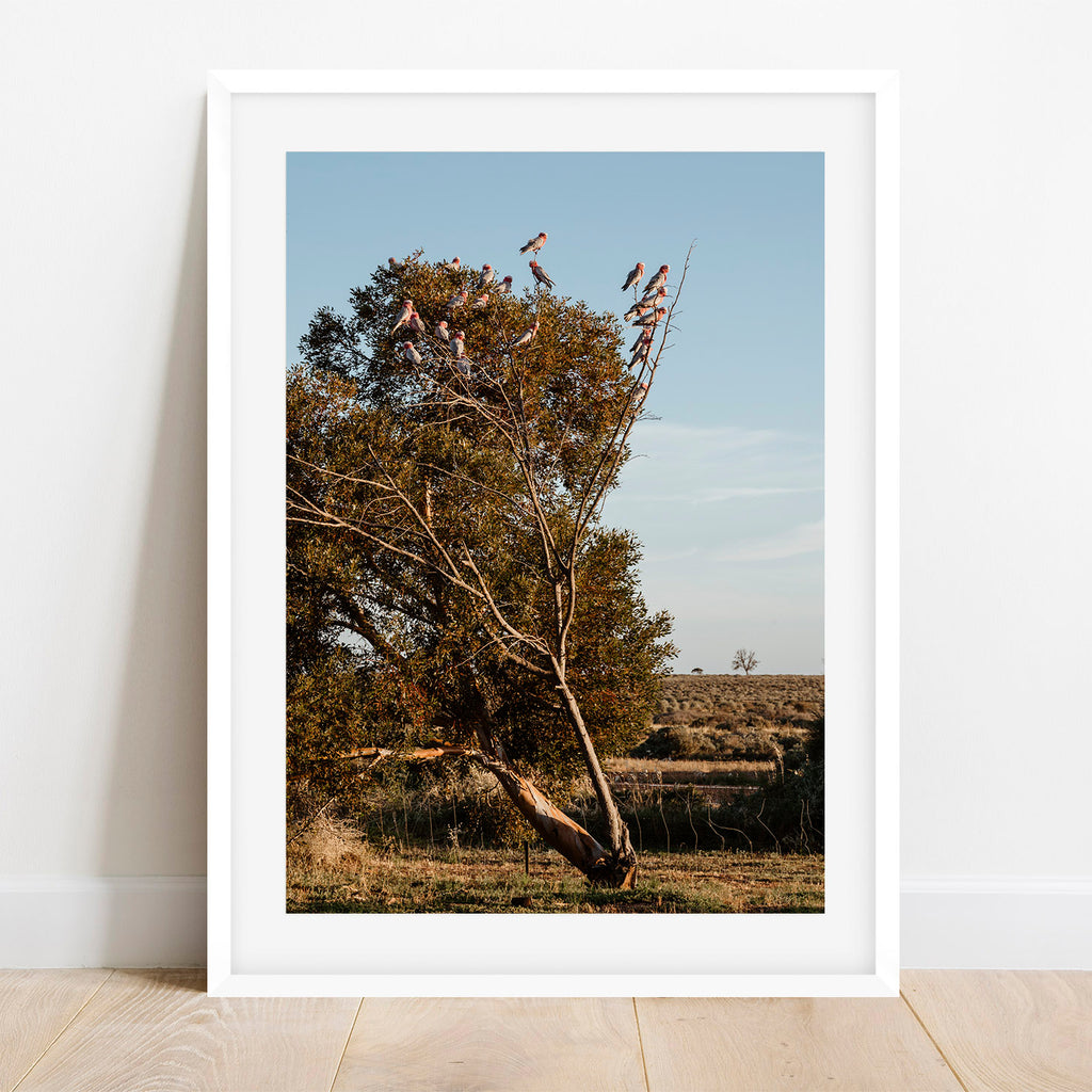 Galah Gang Print
