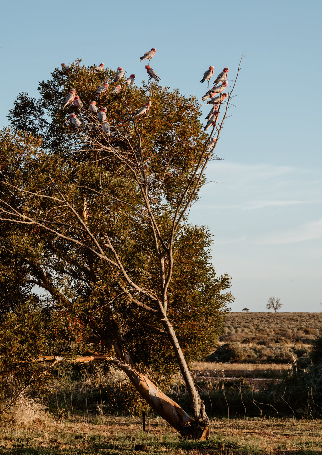 Galah Gang Print