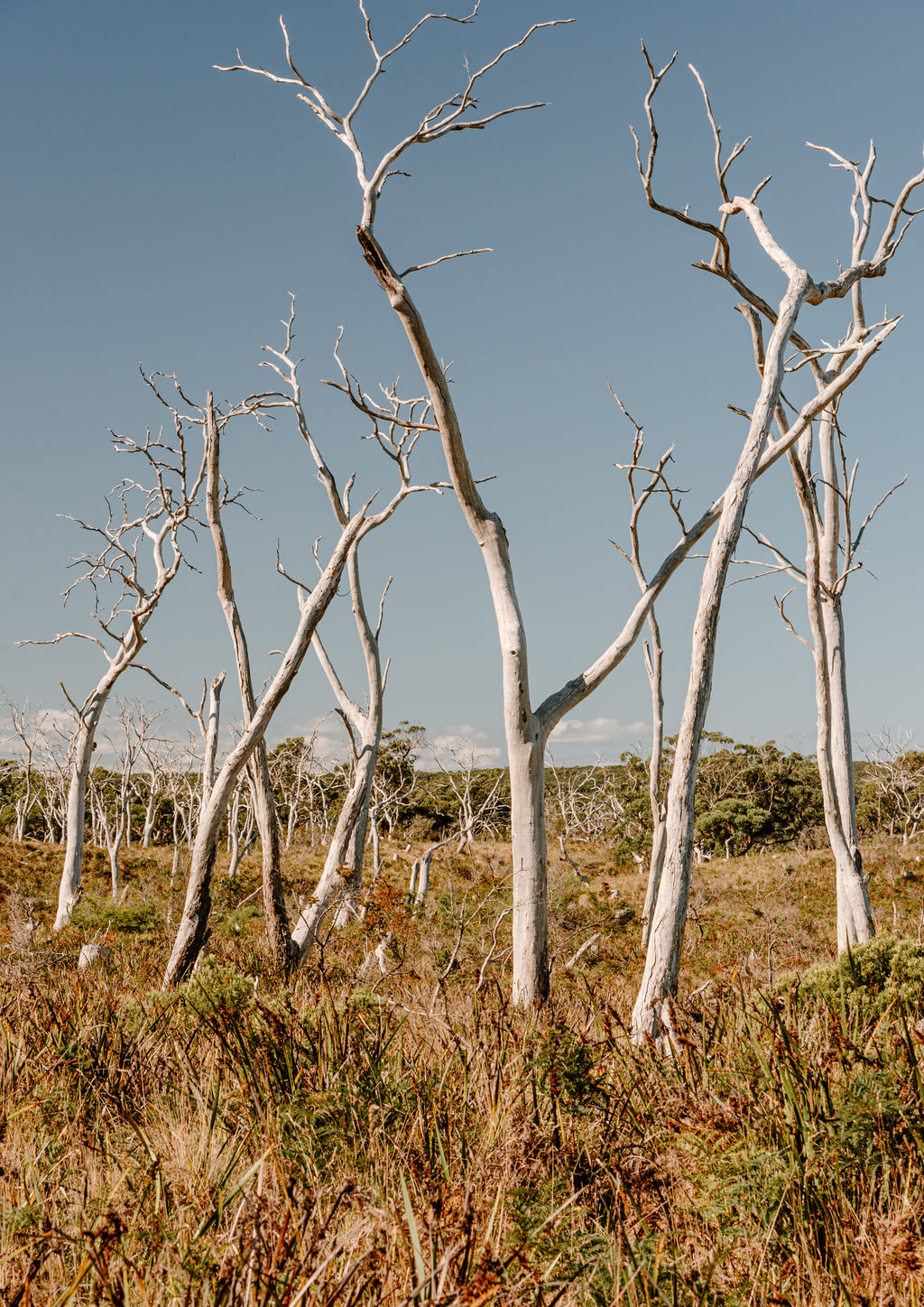 Gum Tree Graveyard
