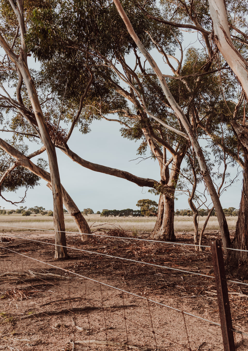 Gum Trees