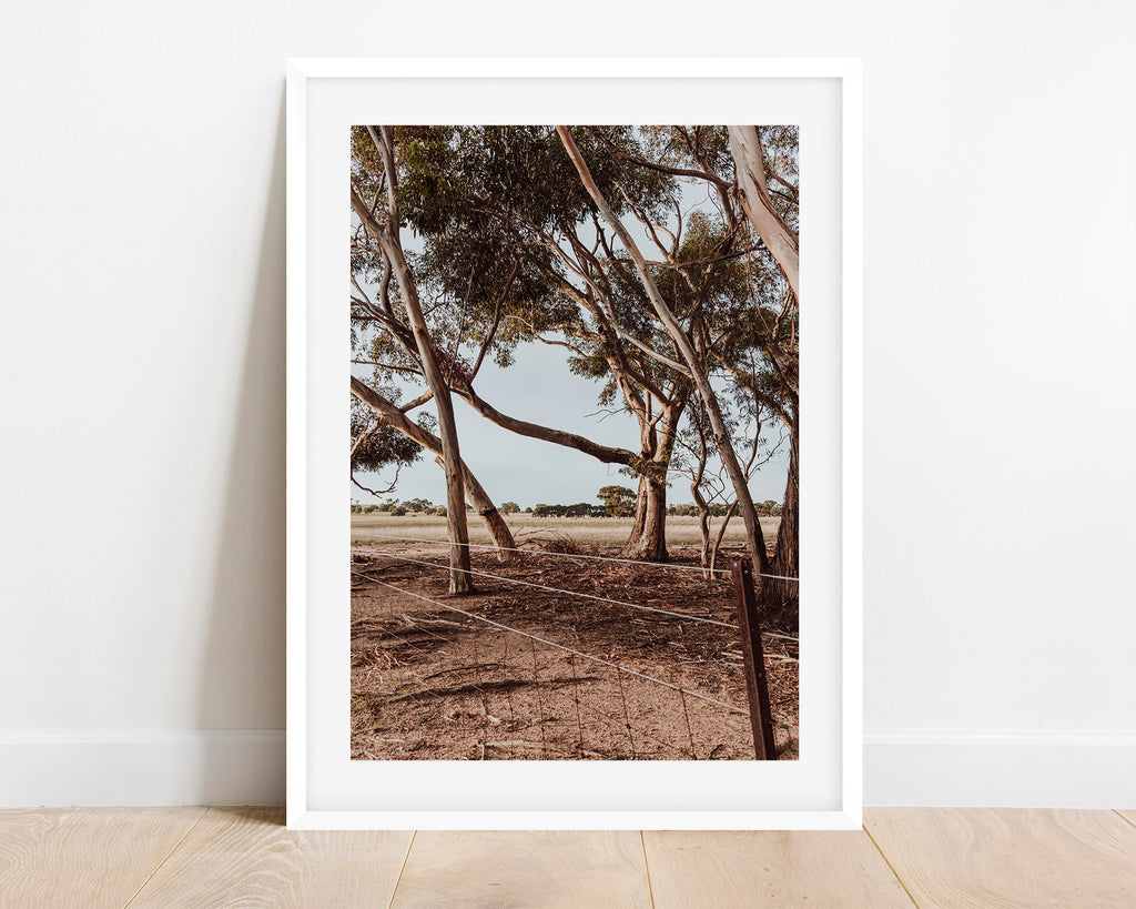 Gum Trees