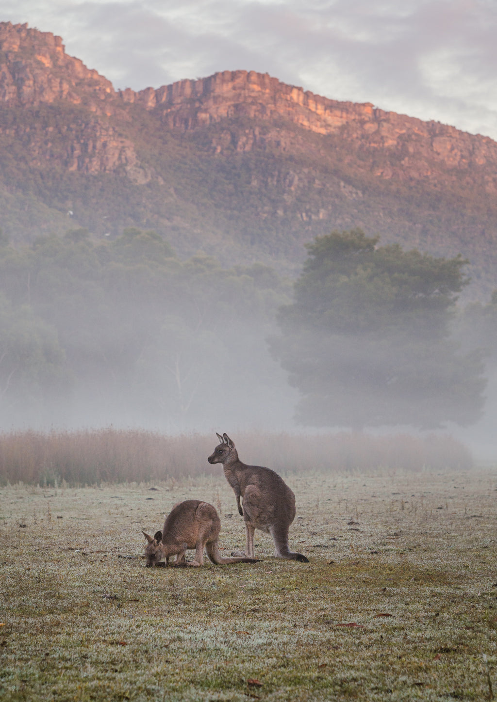 Halls Gap Kangaroos