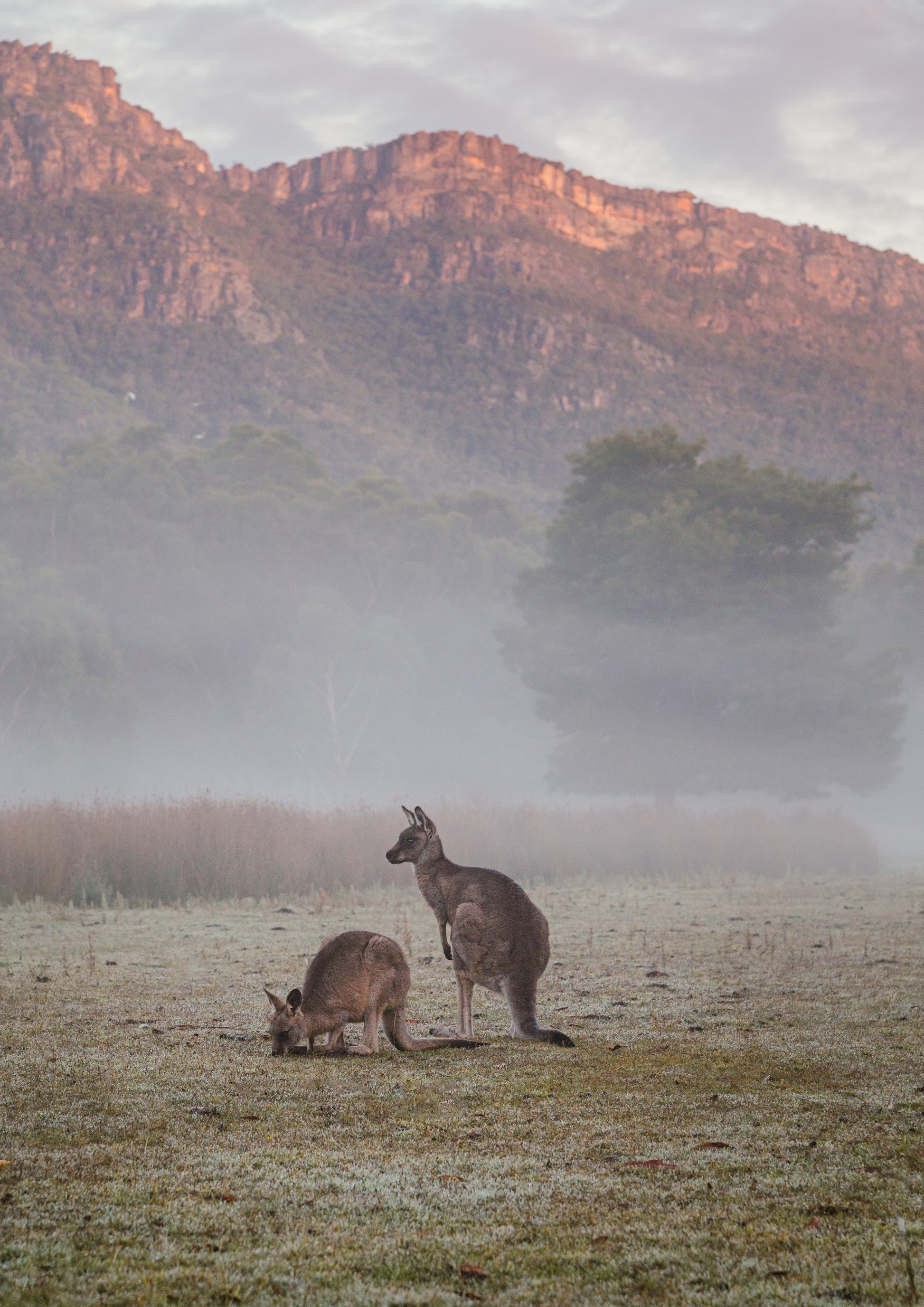 Halls Gap Kangaroos