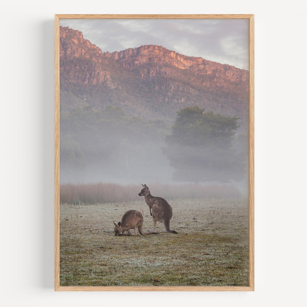 Halls Gap Kangaroos