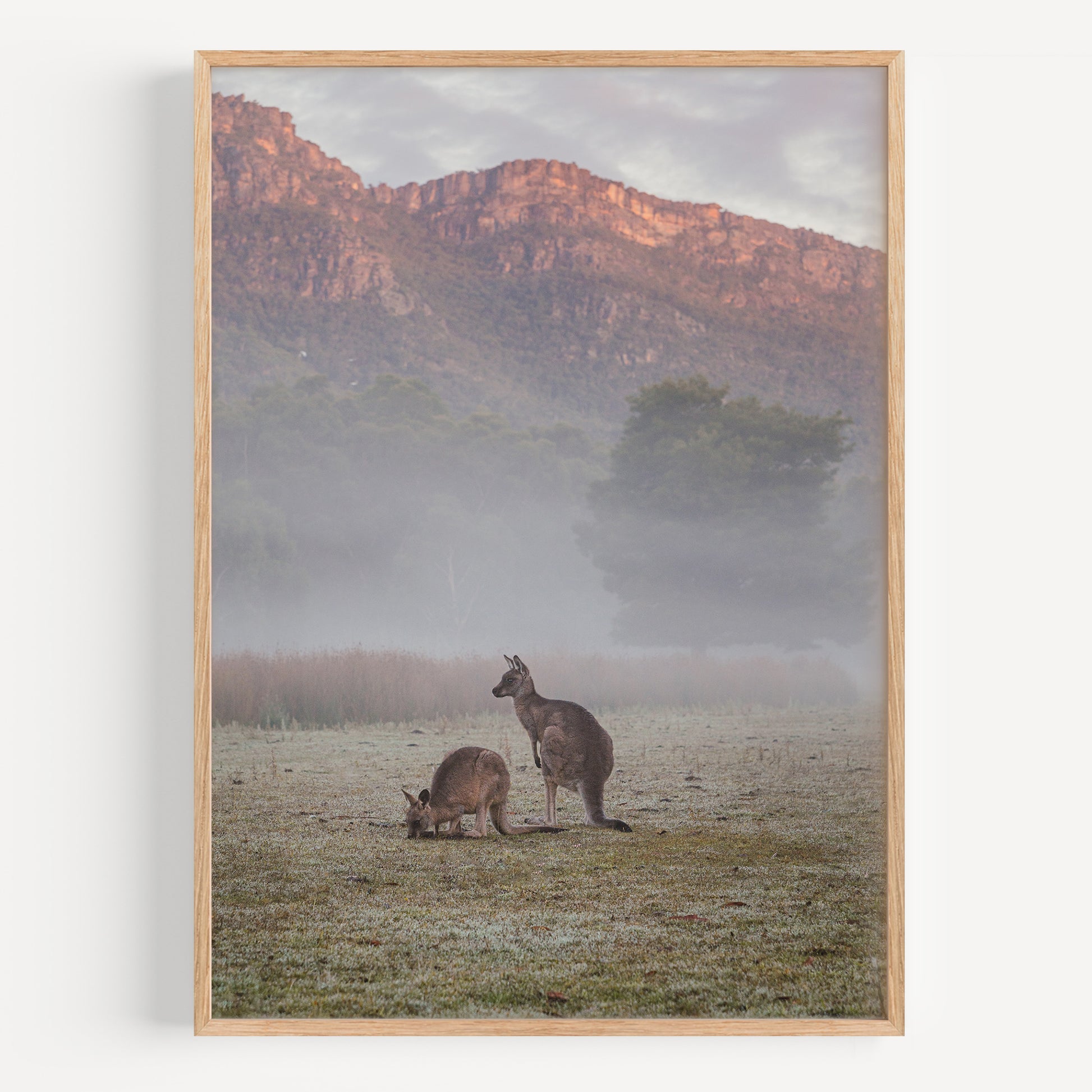 Halls Gap Kangaroos