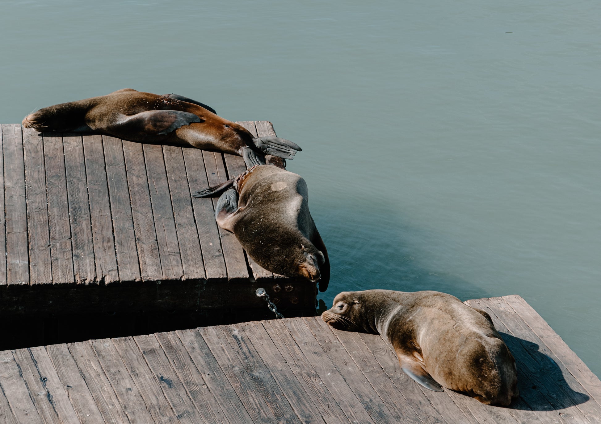 Pier 39 Sea Lions