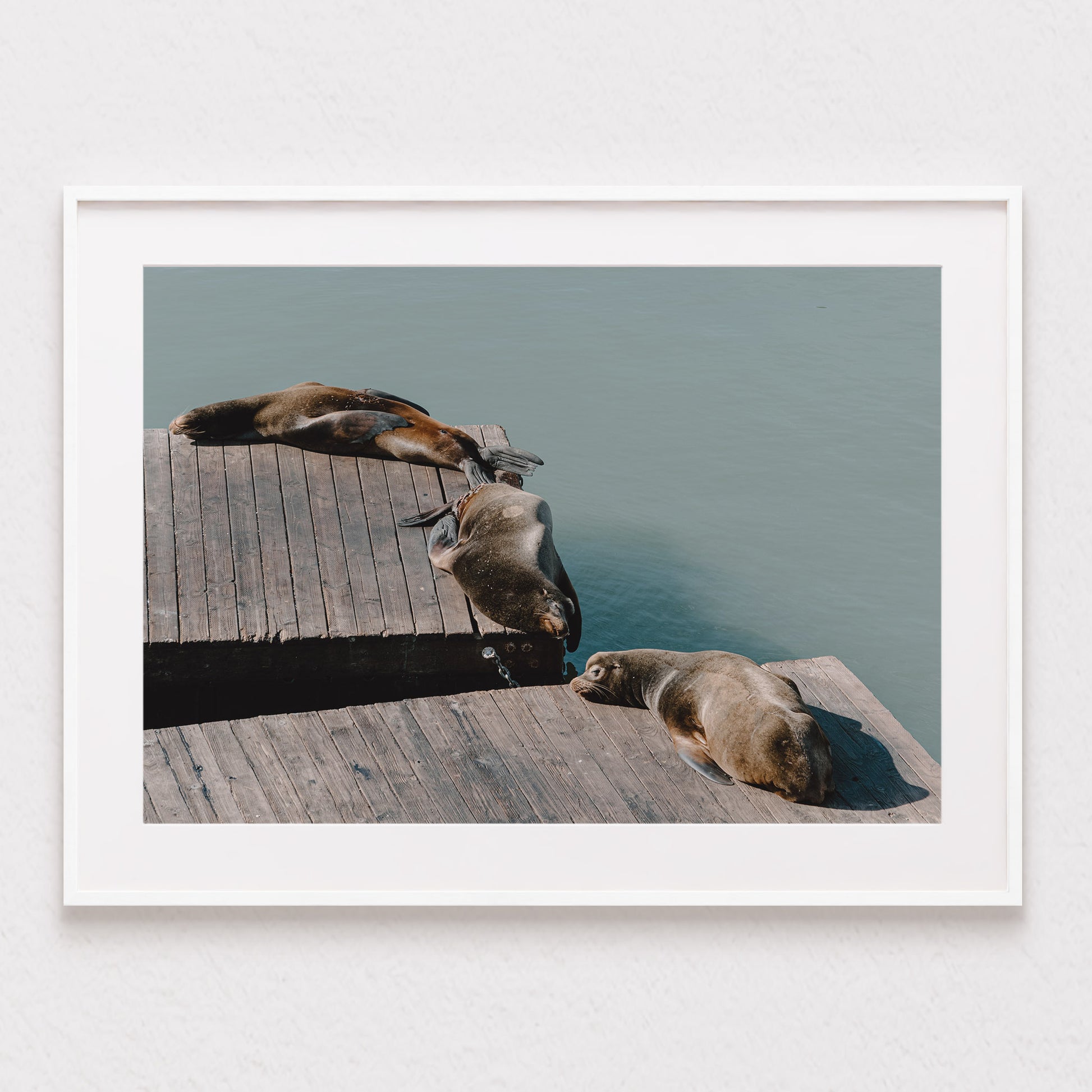 Pier 39 Sea Lions