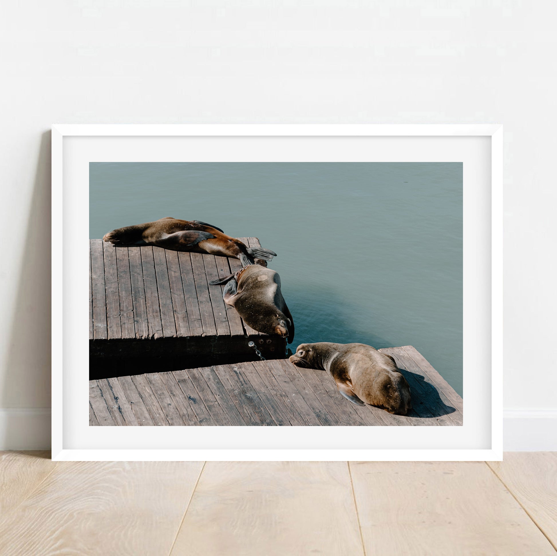Pier 39 Sea Lions