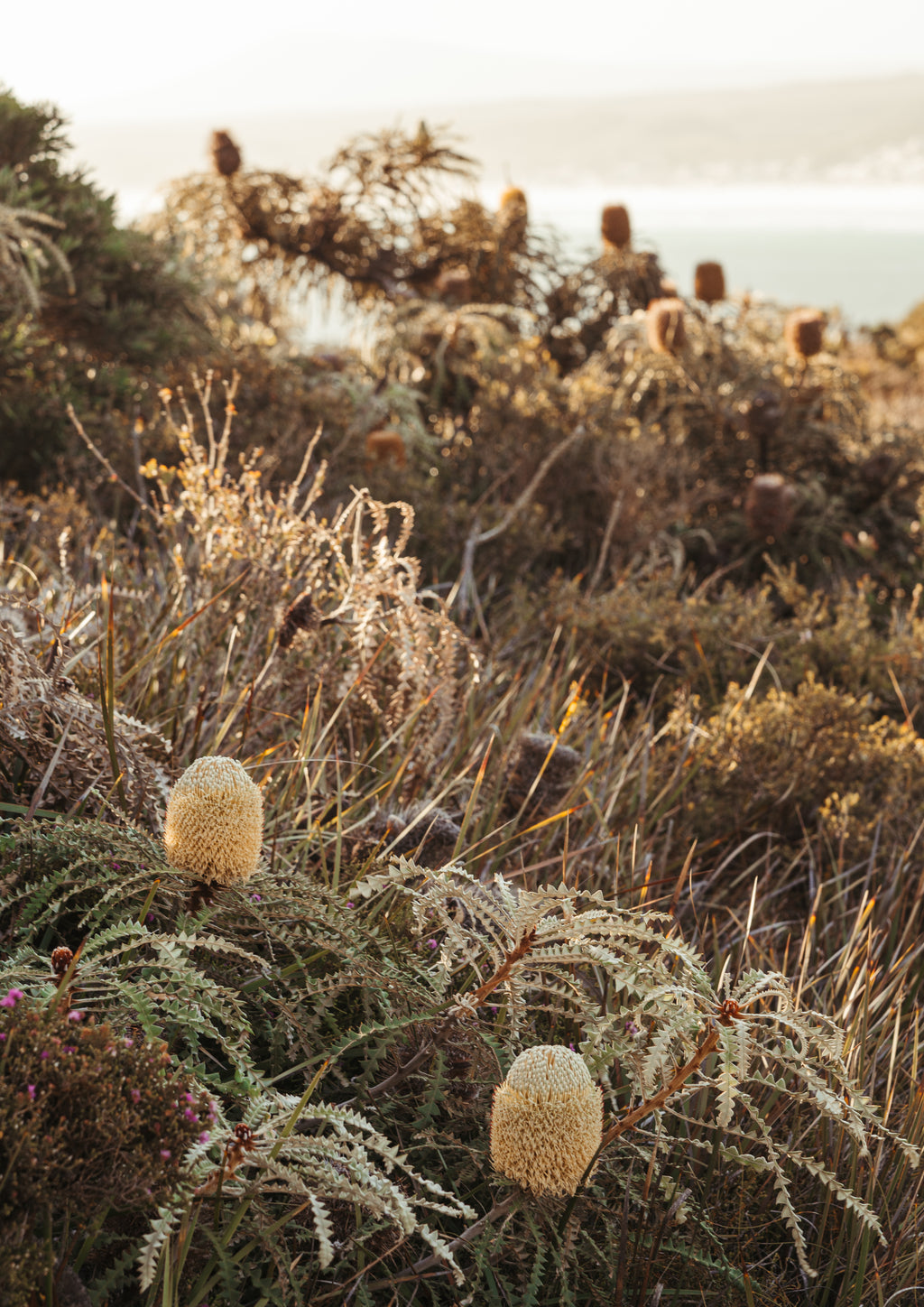 Showy Banksia