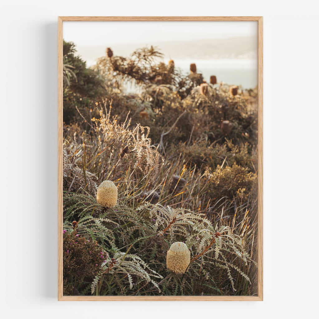 Showy Banksia