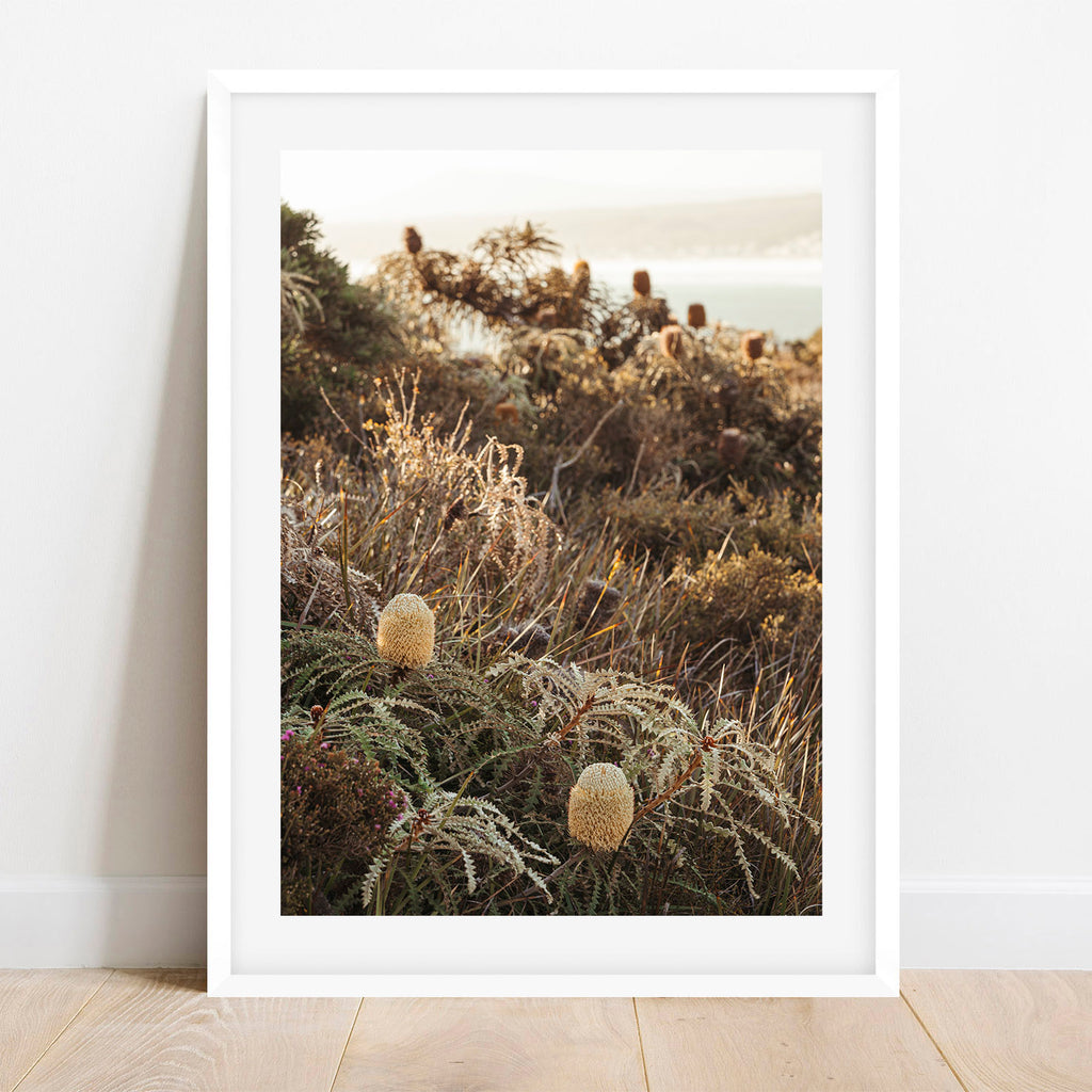 Showy Banksia