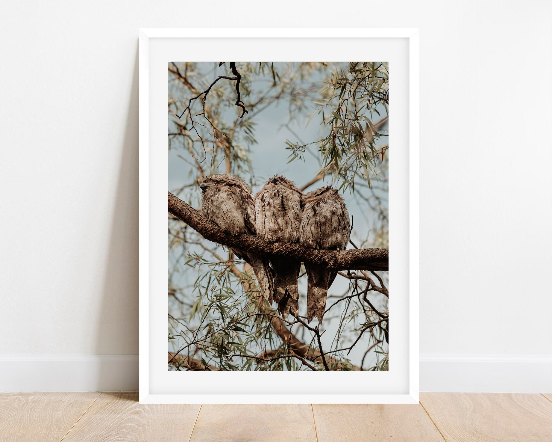 Tawny Frogmouth Family Print