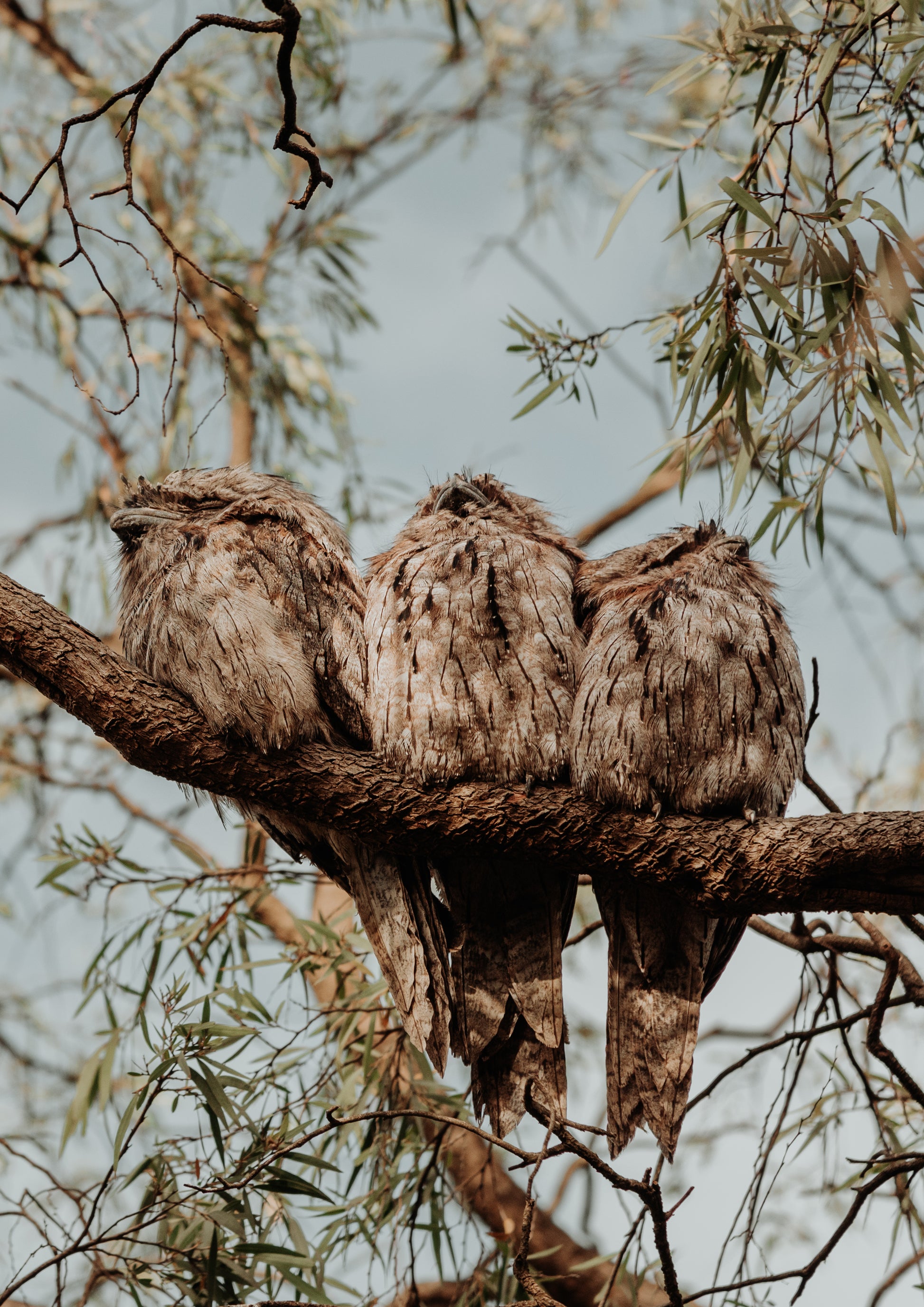 Tawny Frogmouth Family Print