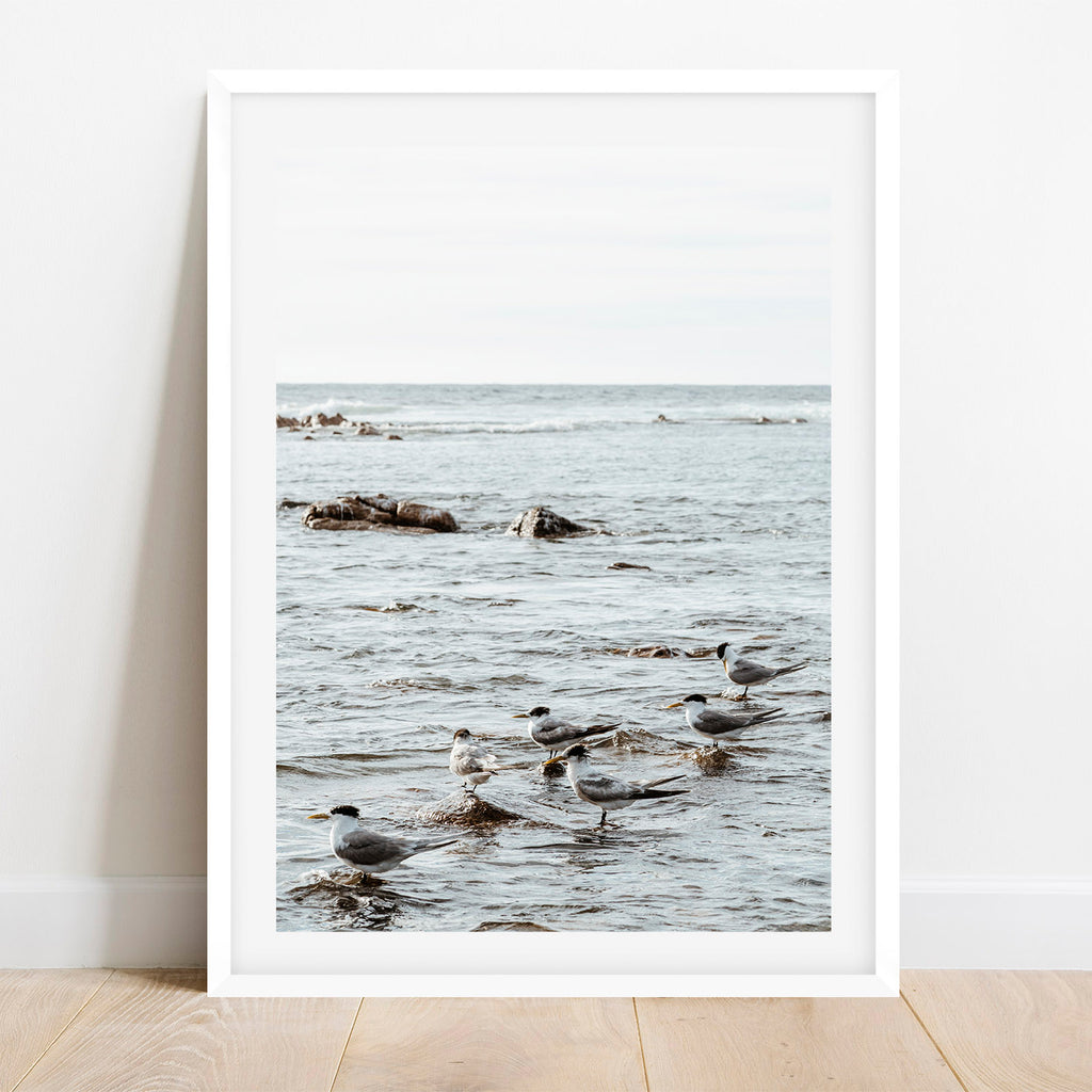 Yallingup Terns