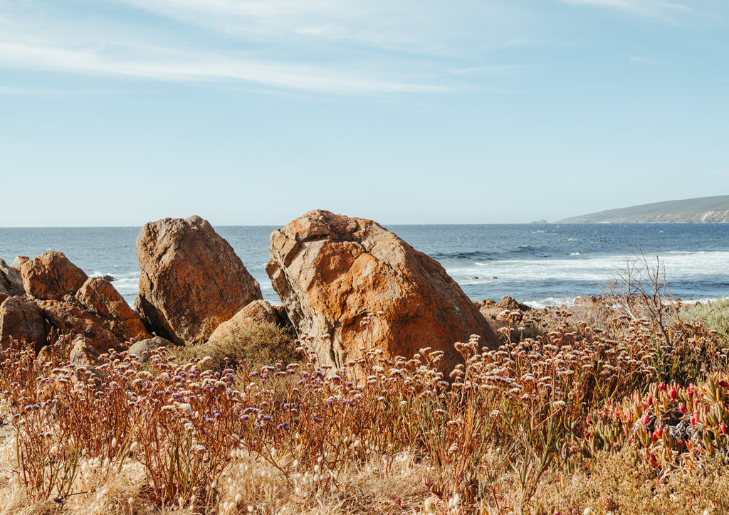 Yallingup Wildflowers Landscape
