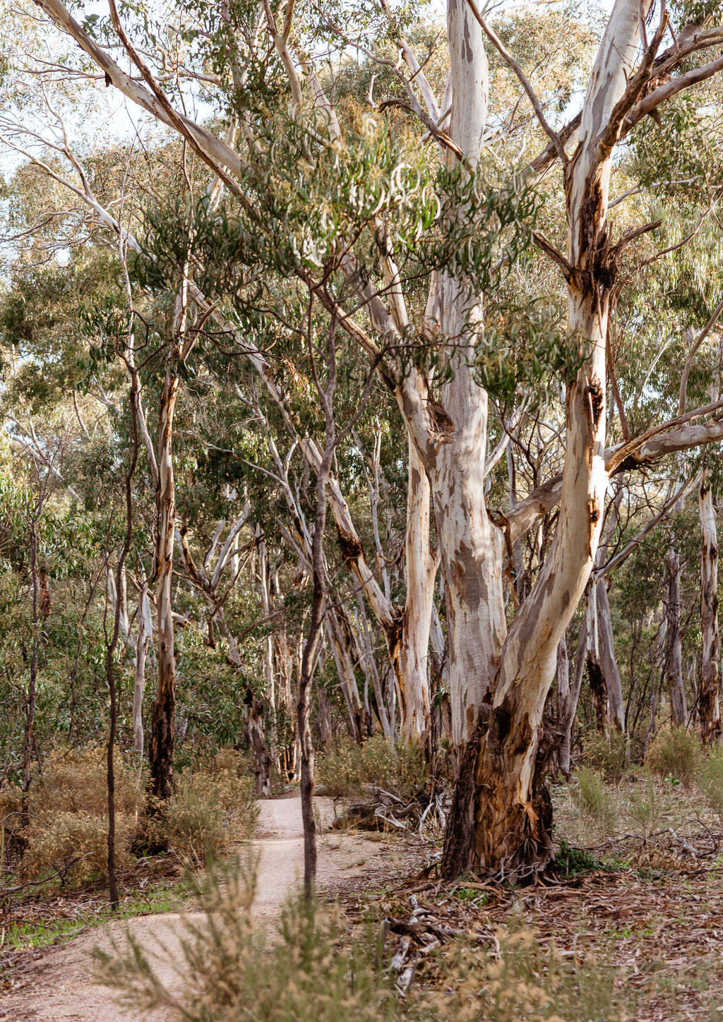 You Yangs MTB Trail Print