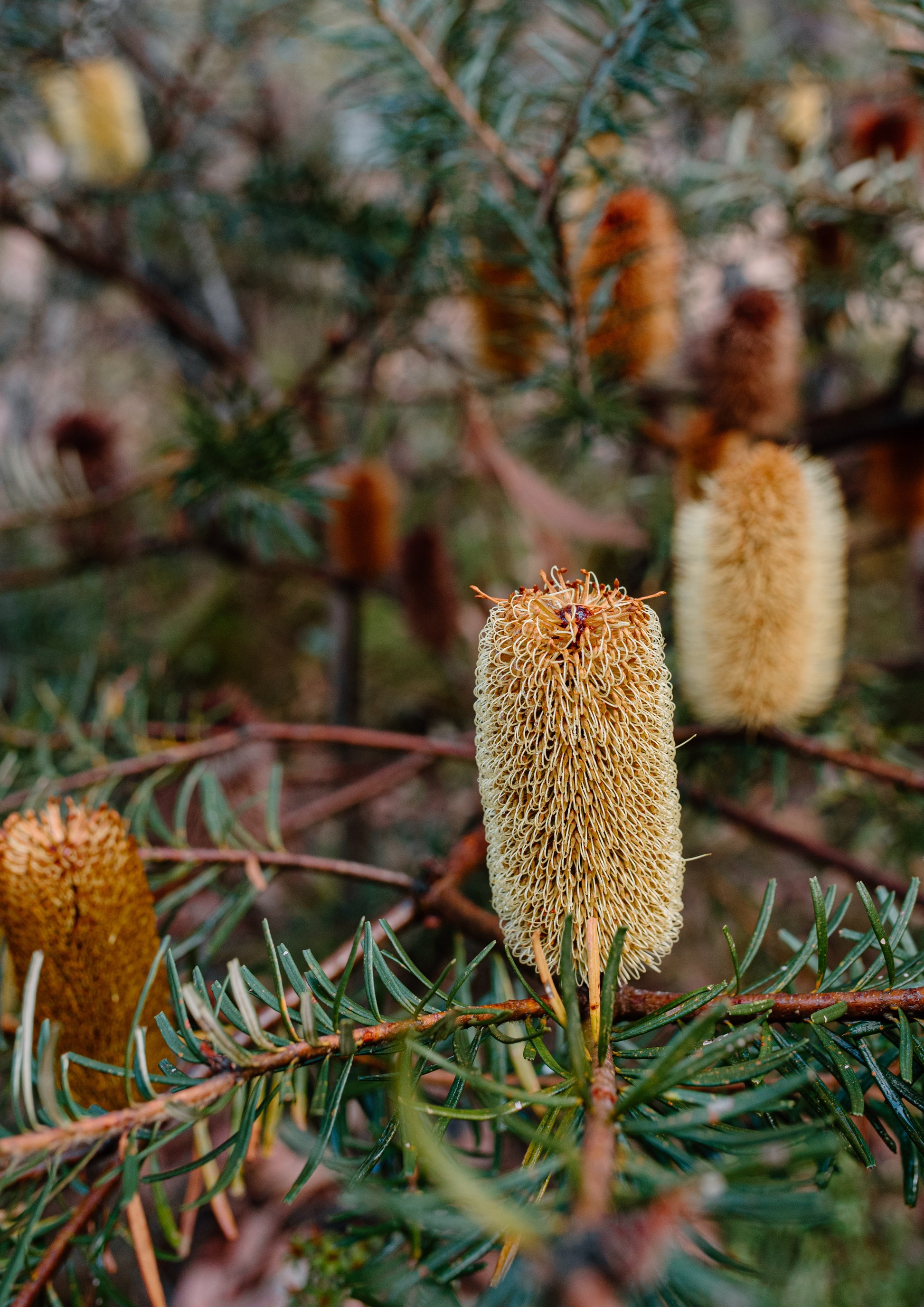 Beautiful Banksia