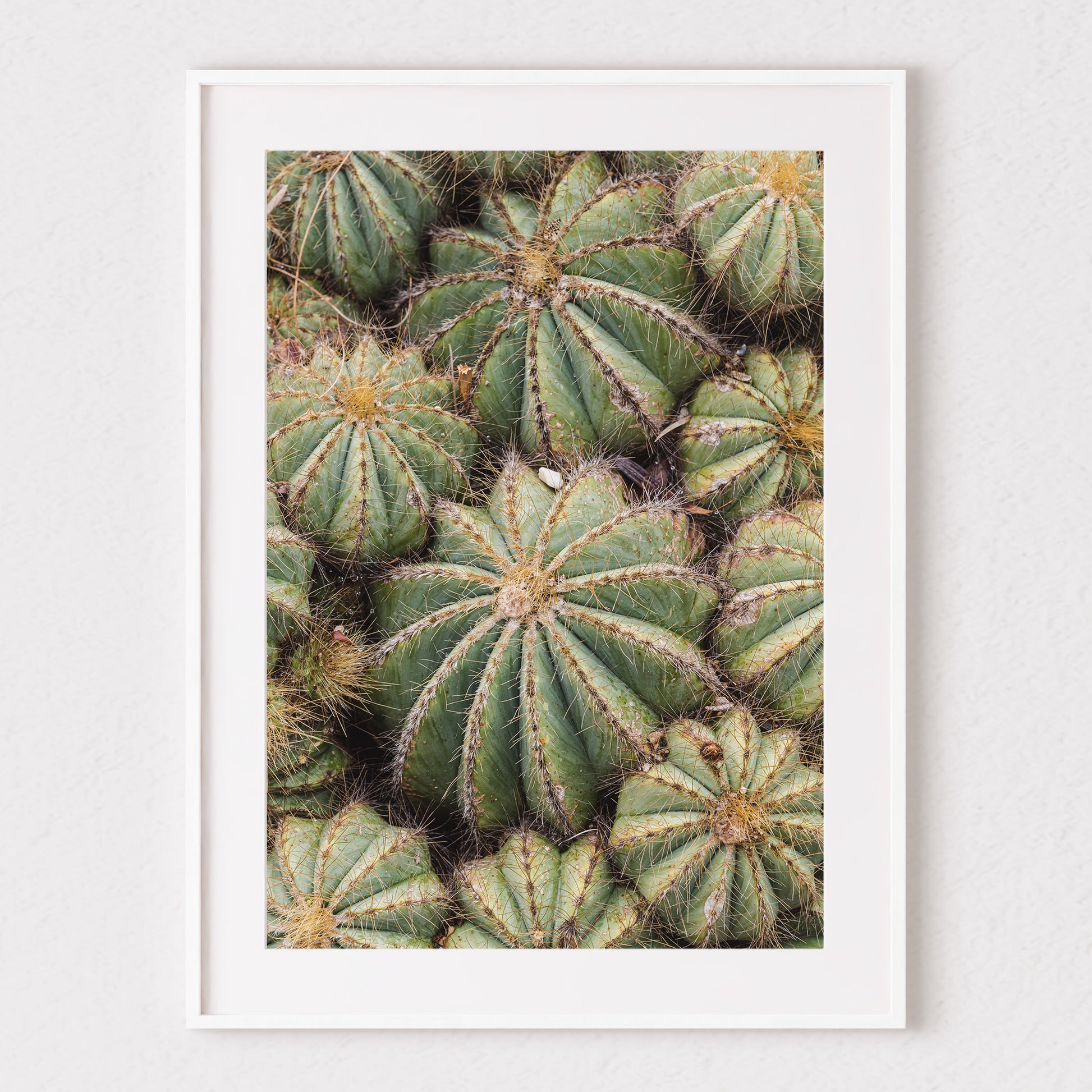 Barrels of Cactus