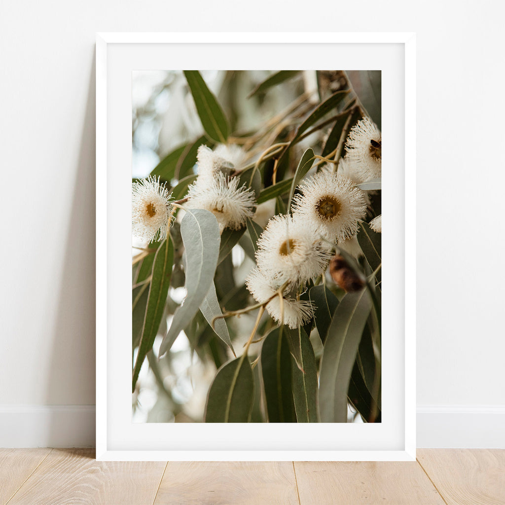 Flowering Gums