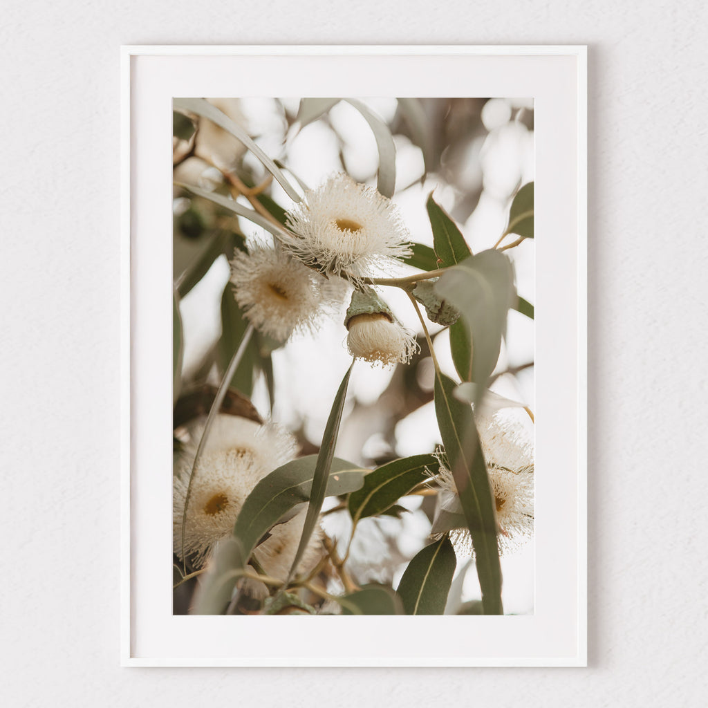Flowering Gums 2