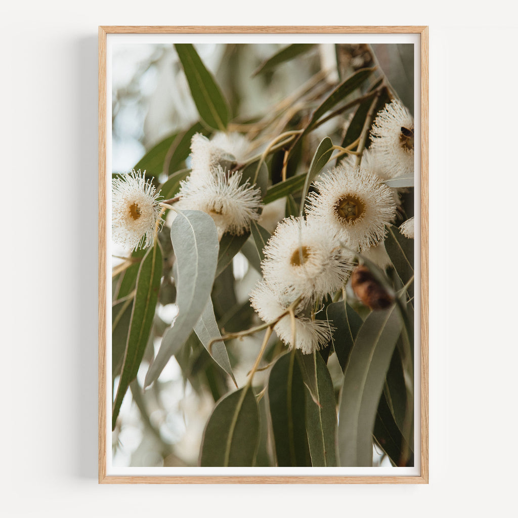 Flowering Gums