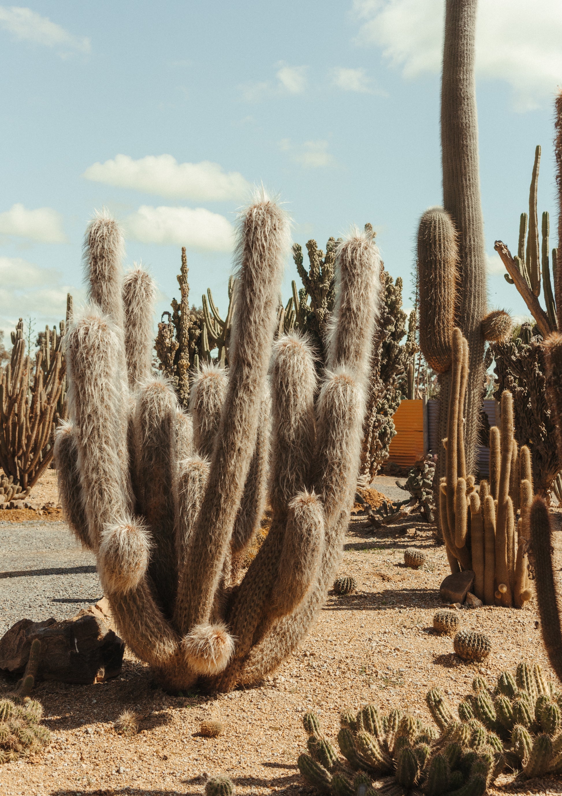 Furry Cactus
